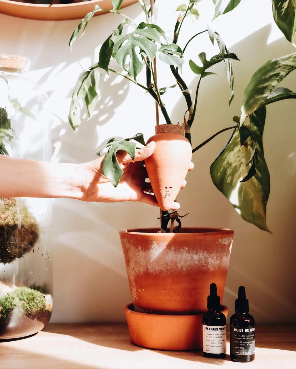 Hydrating Olla Self Watering System | Terracotta