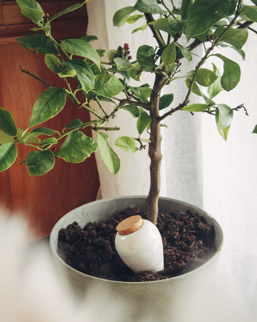 Hydrating Olla Self Watering System | 4 Colours Available