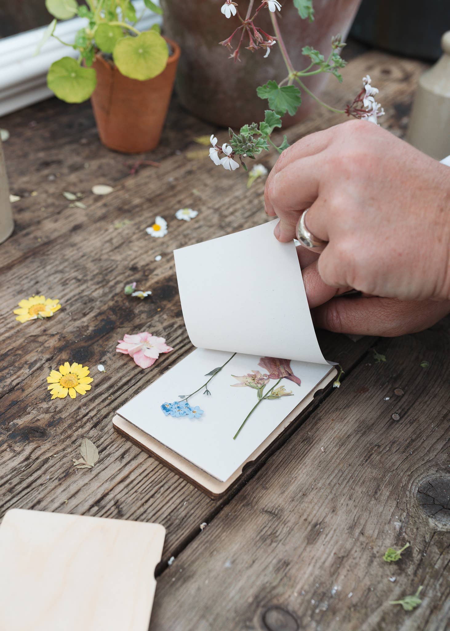 Pocket Flower Press | Teasel