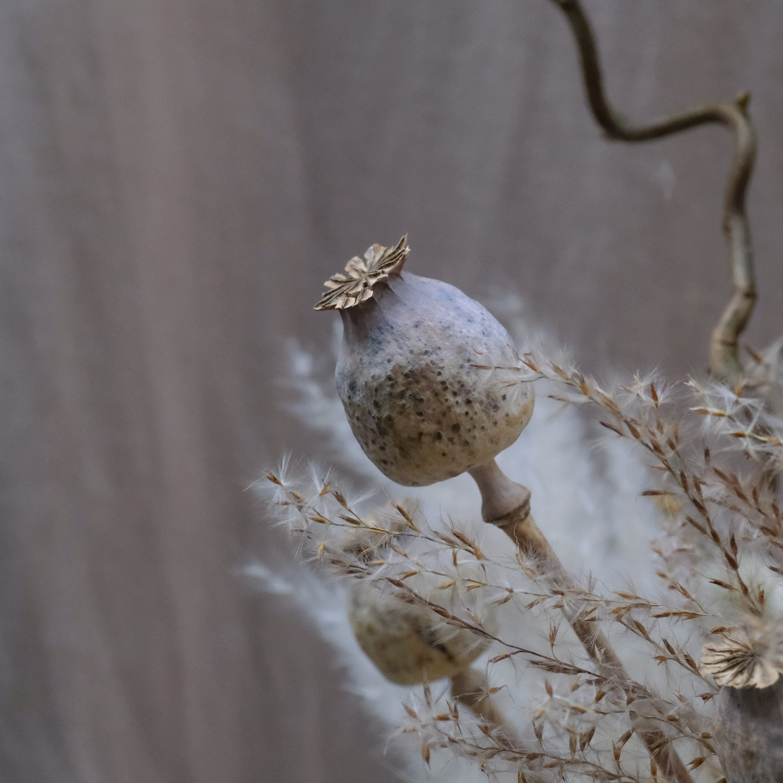 Fawn Wood Dried Flower Bouquet