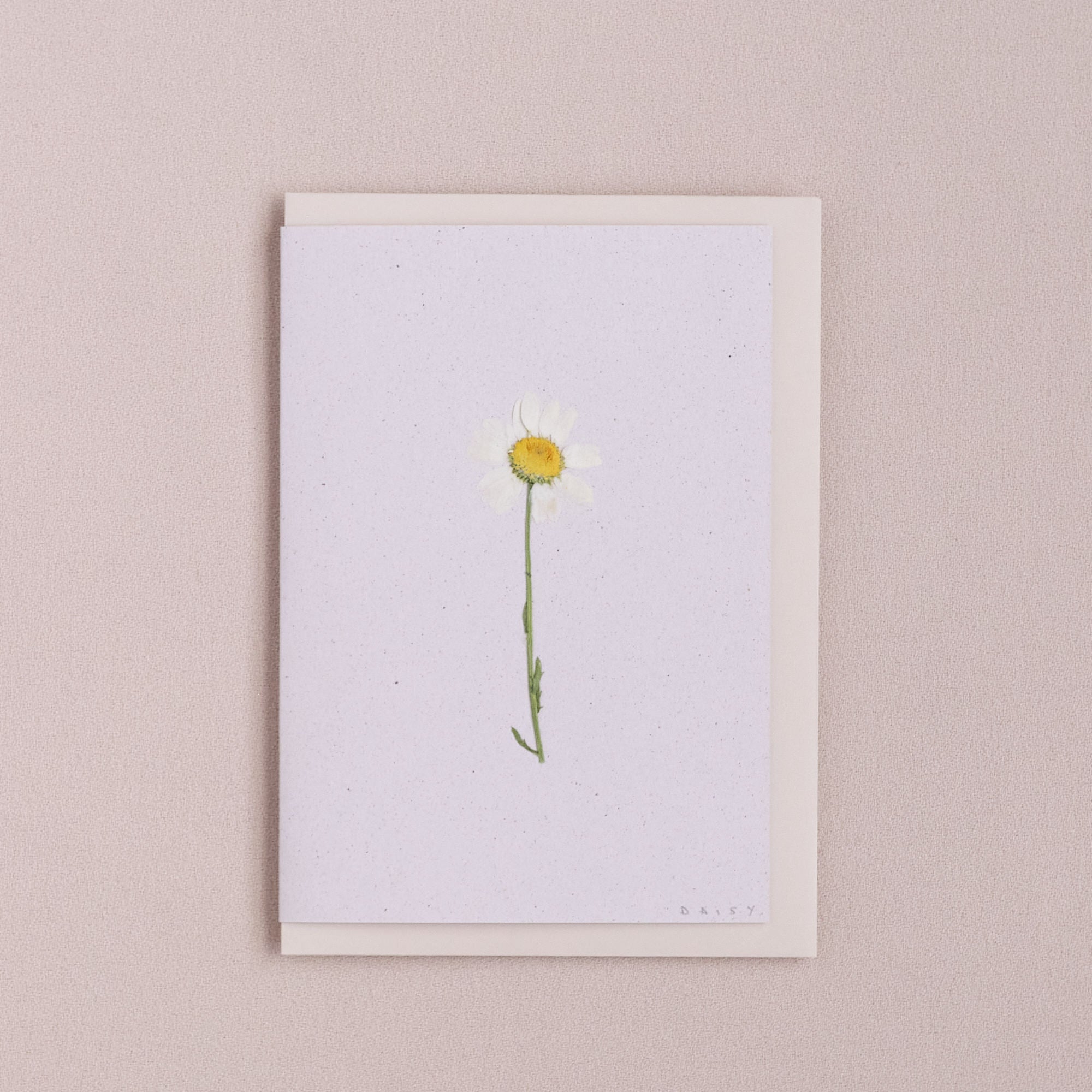 Real Pressed Flower Greetings Card : Stemmed Daisy White Background