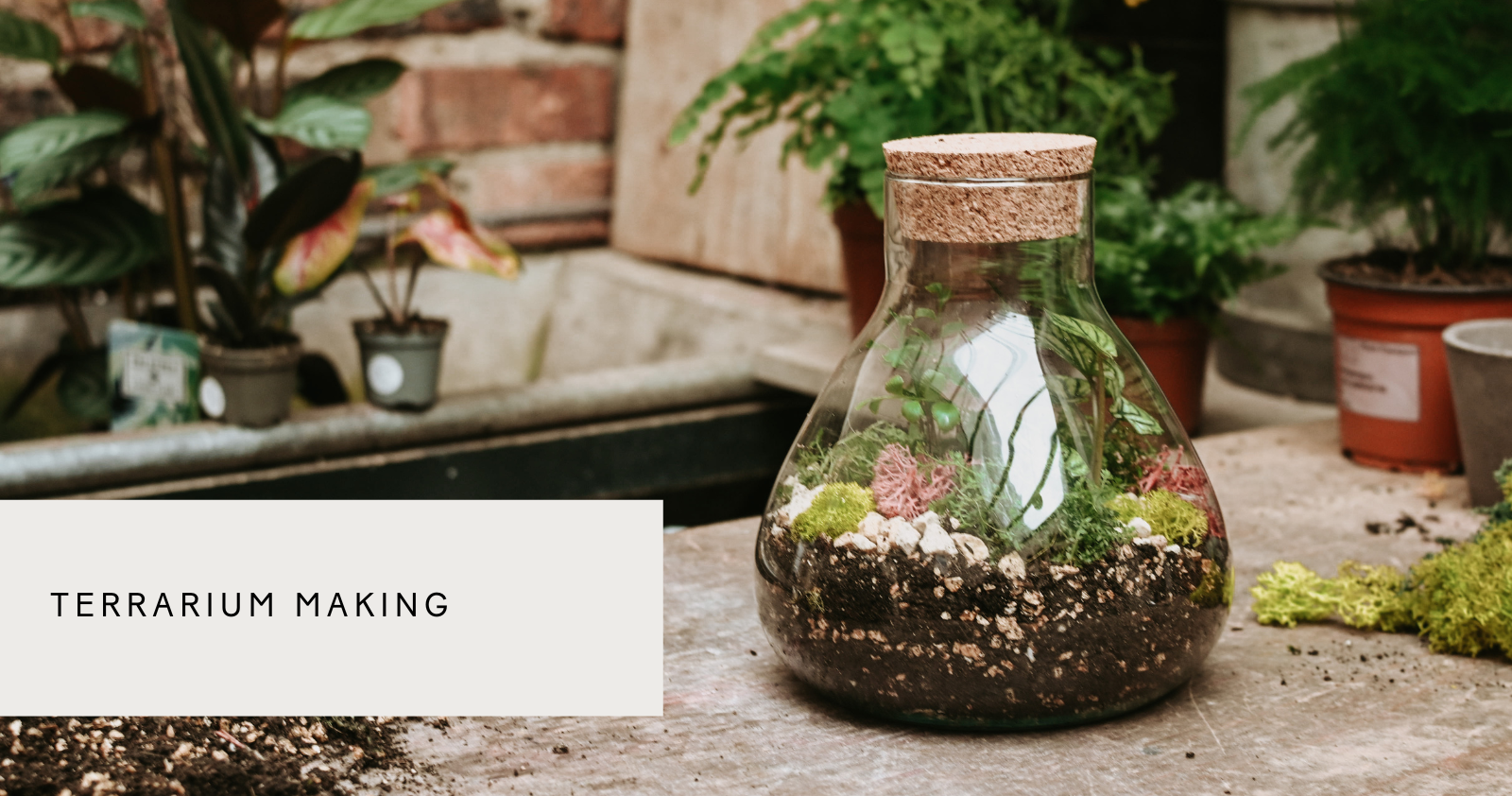 A small terrarium in Botaniques workshop in London