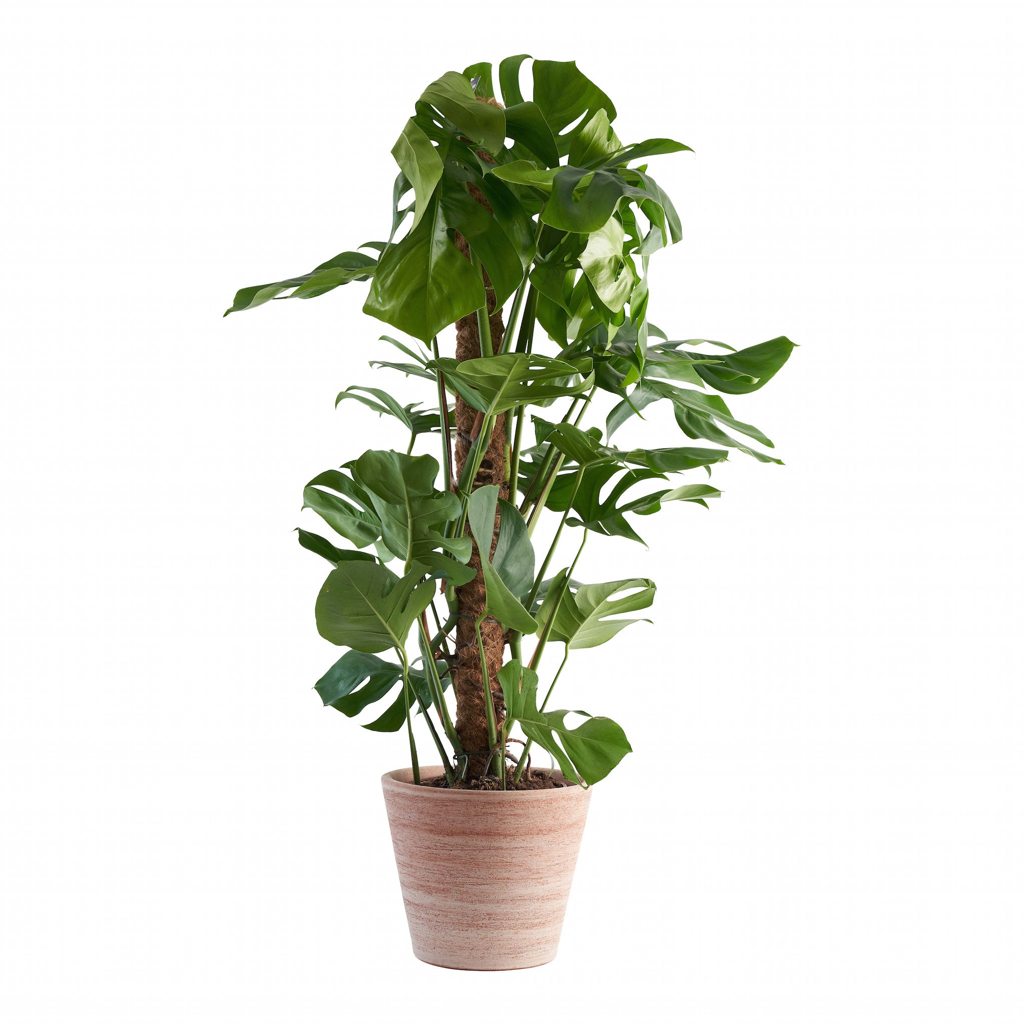 Large Cheese Plant (Monstera Deliciosa)