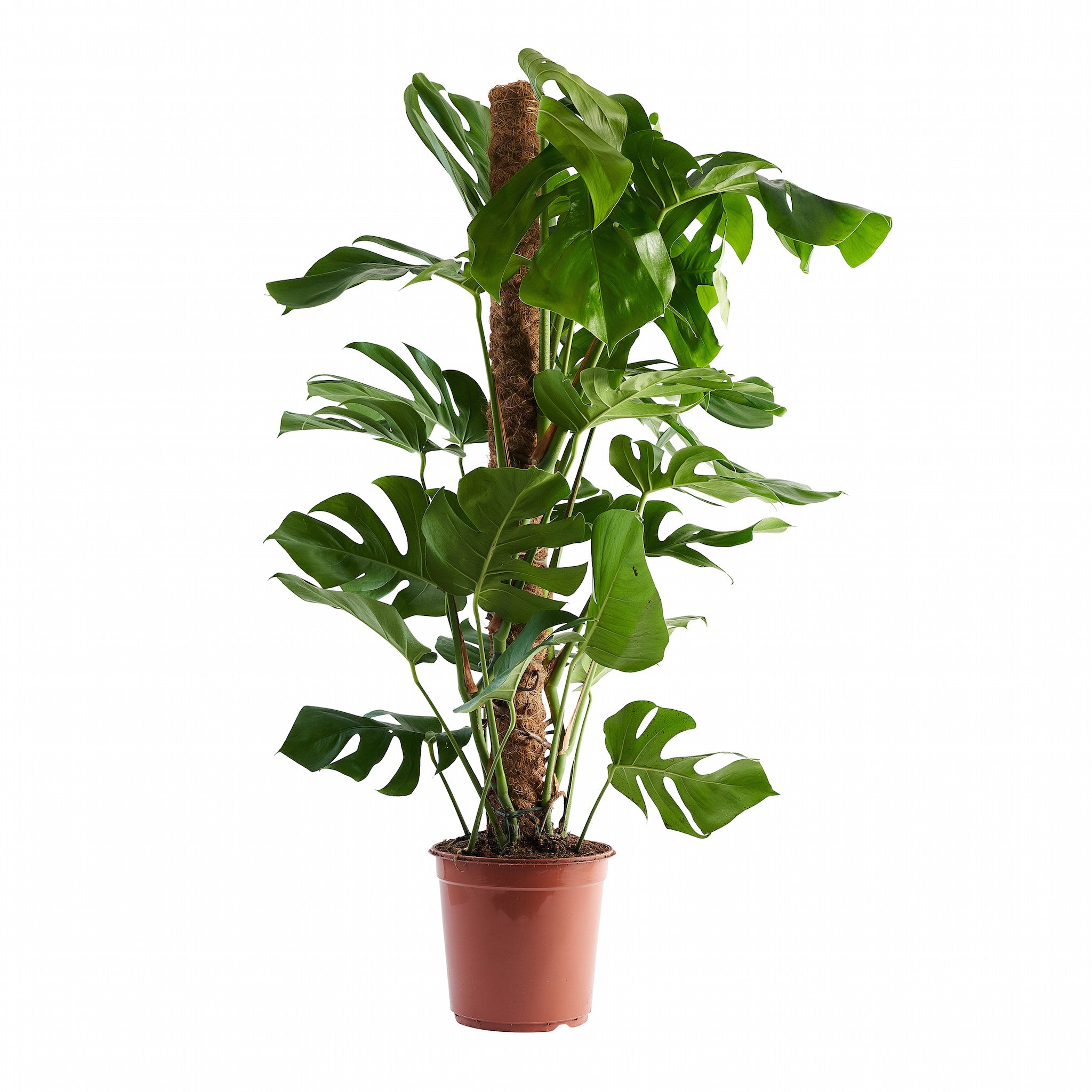 Large Cheese Plant (Monstera Deliciosa)