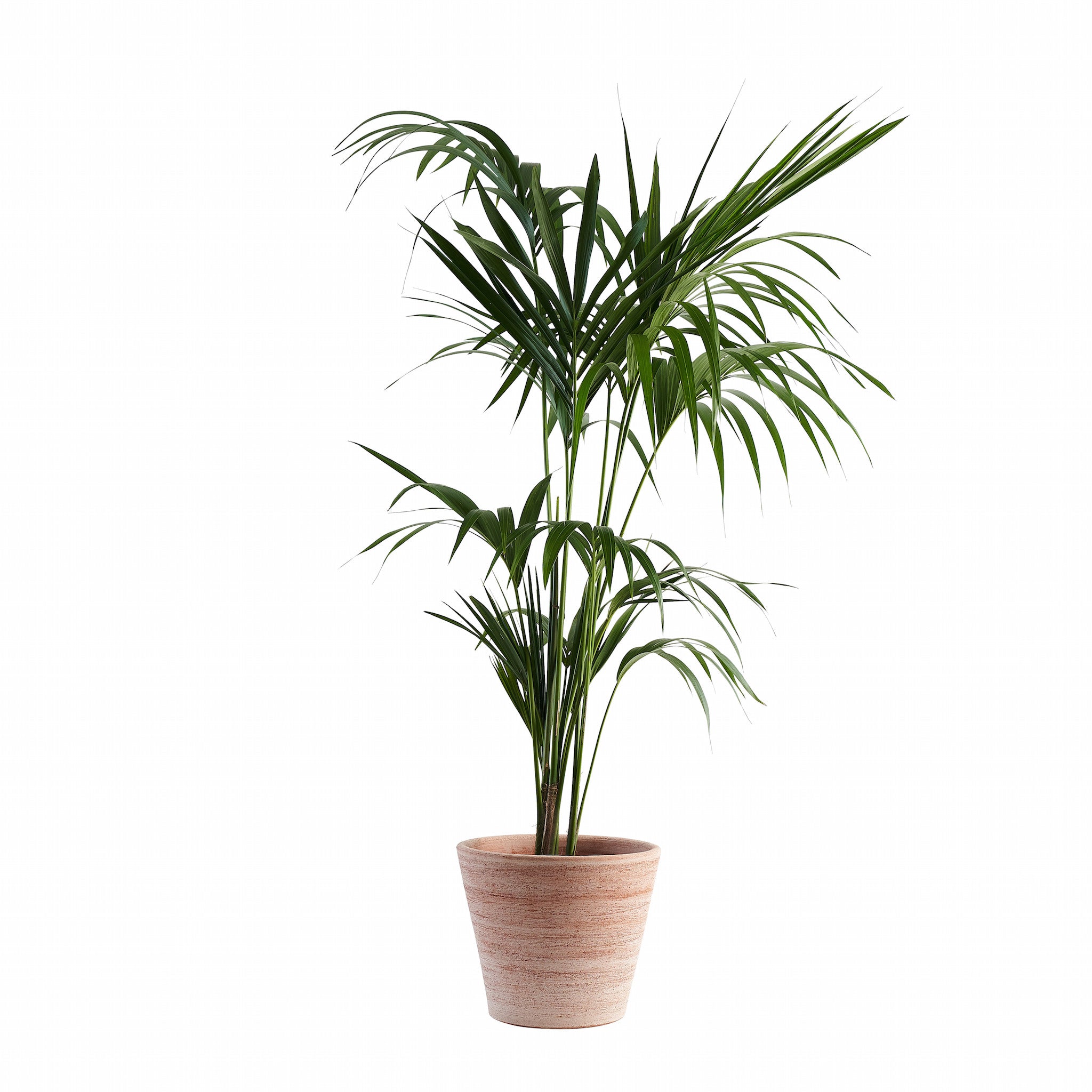 Kentia Palm