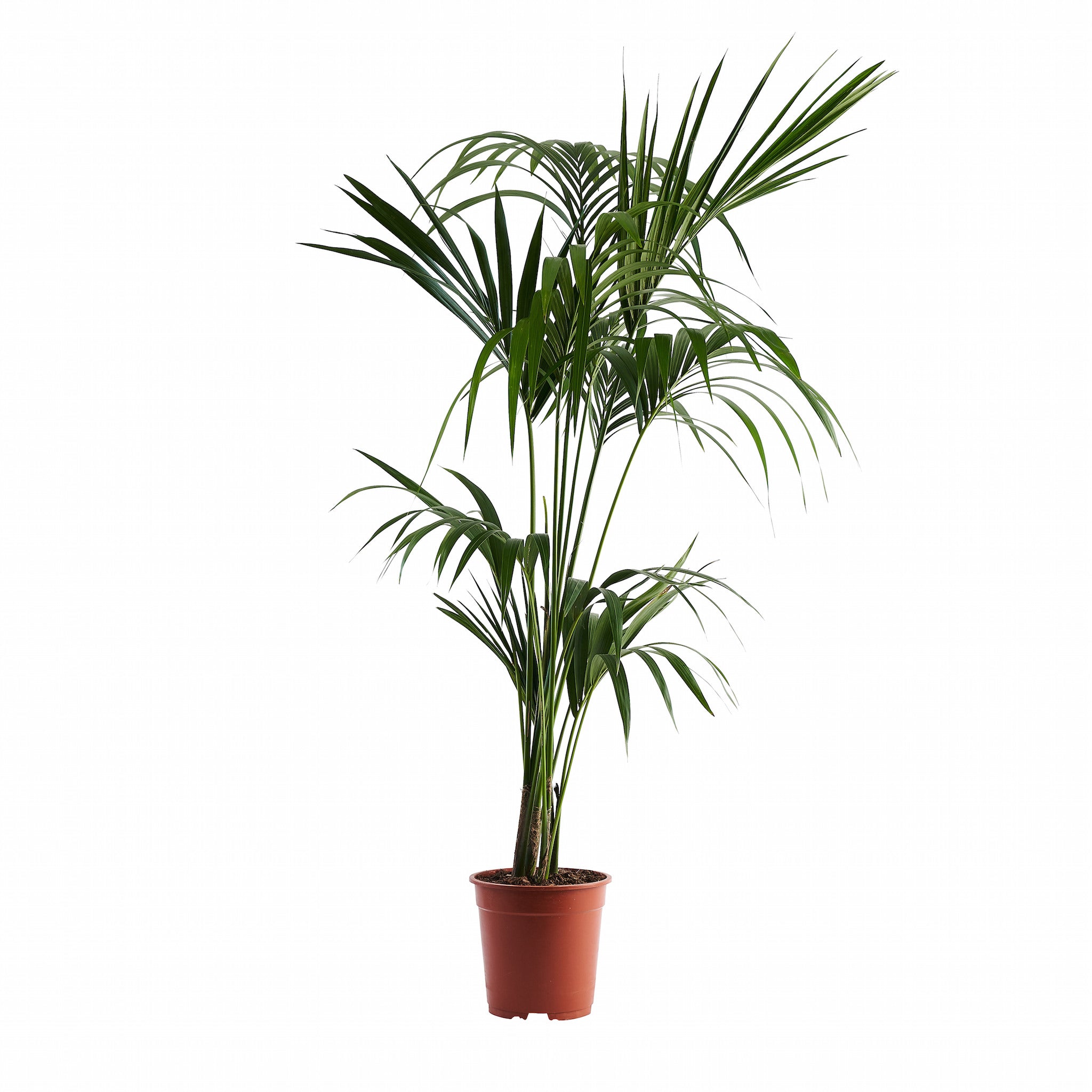 Kentia Palm