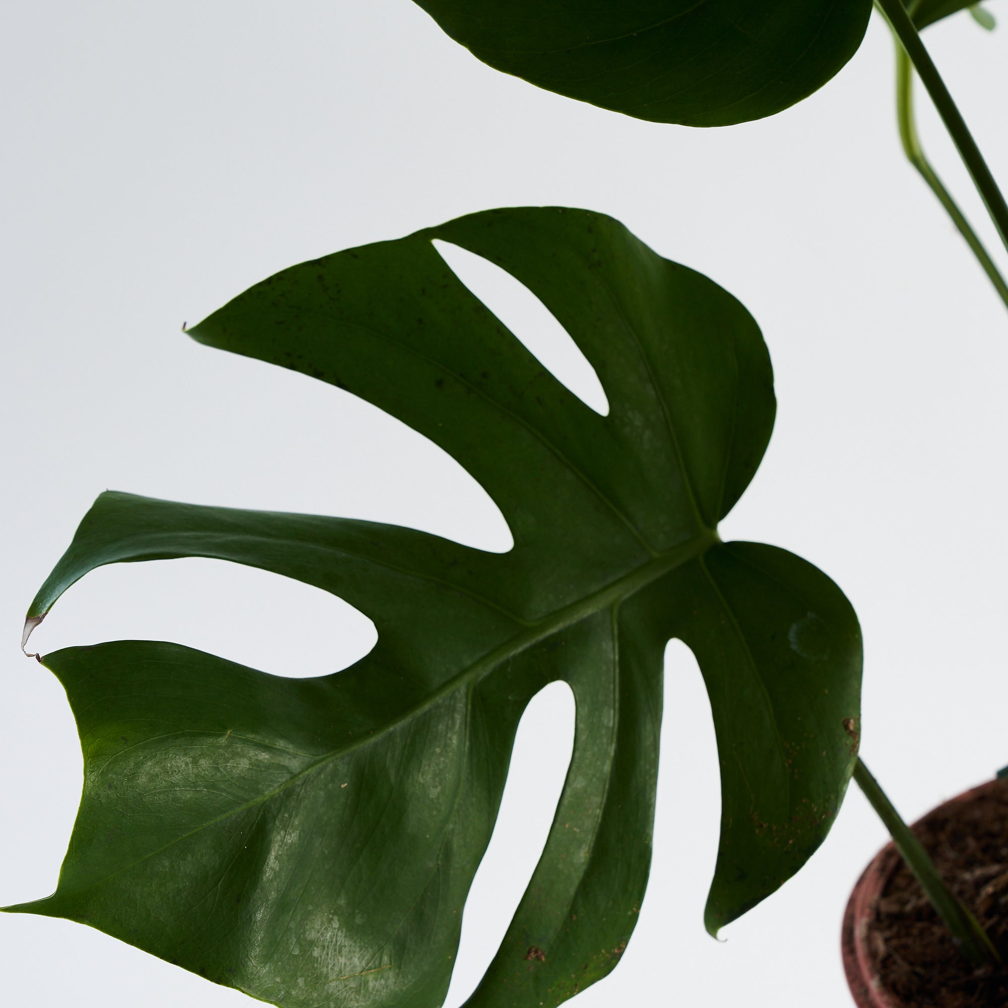 Large Cheese Plant (Monstera Deliciosa)