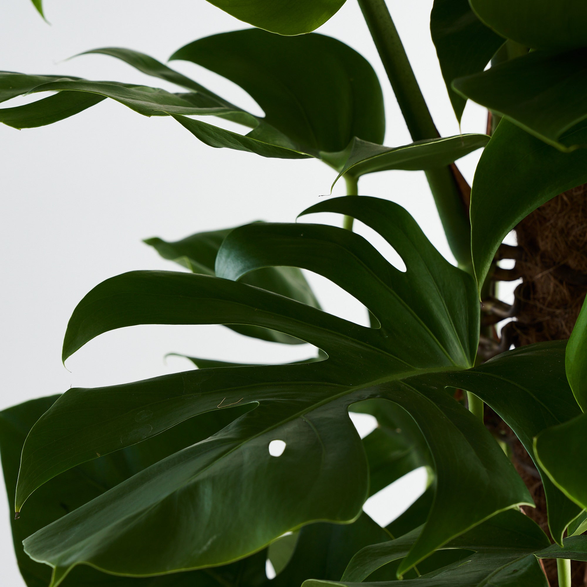 Large Cheese Plant (Monstera Deliciosa)