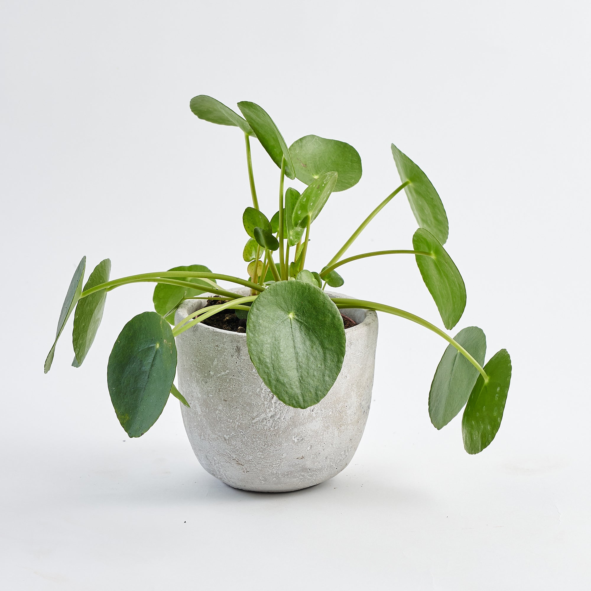 Concrete Plant Pot