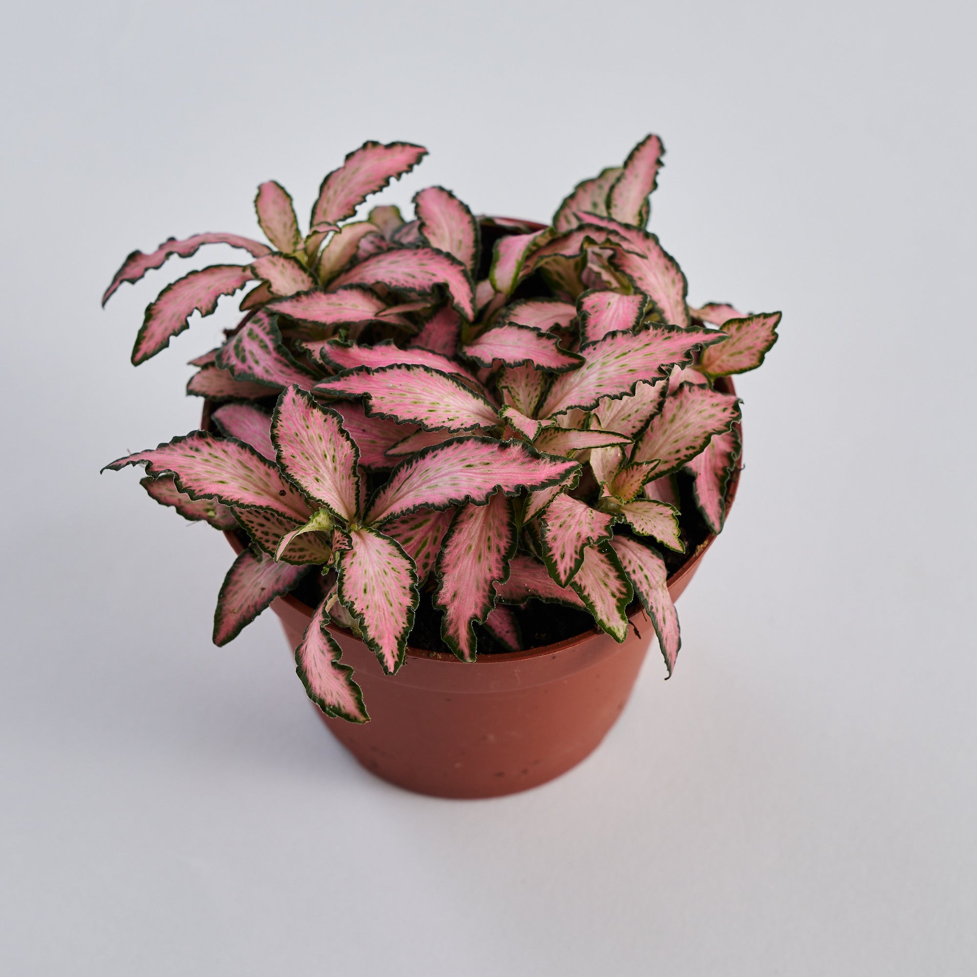 buy fittonia plant online for london and UK nationwide delivery