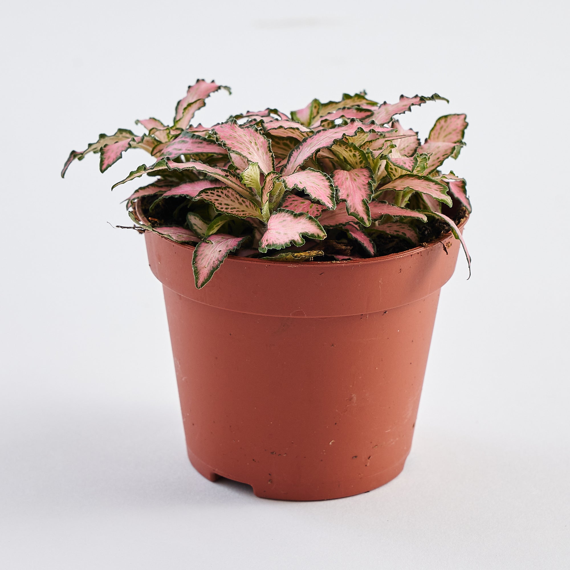 buy fittonia plant online for london and UK nationwide delivery