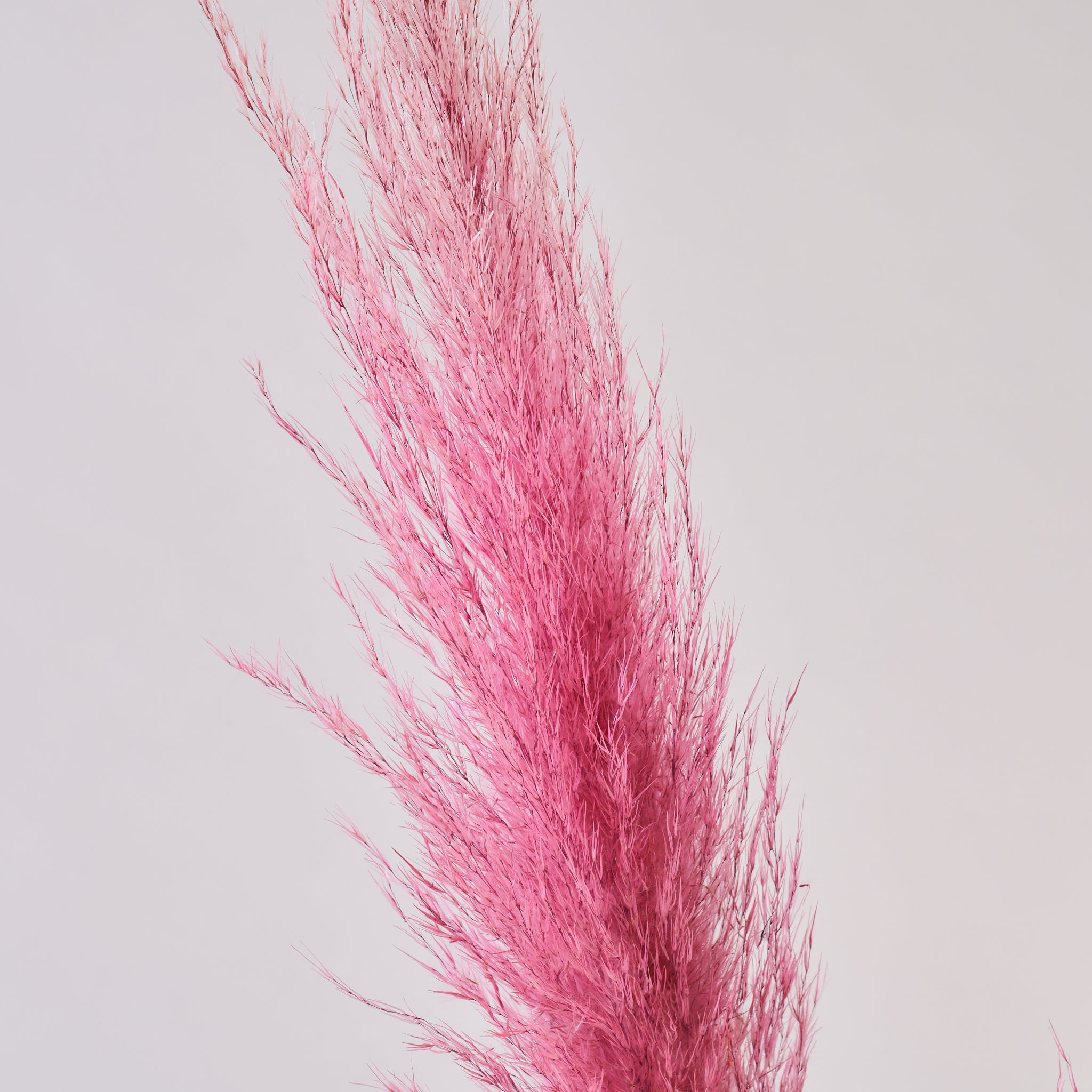 Pampass Grass Pink