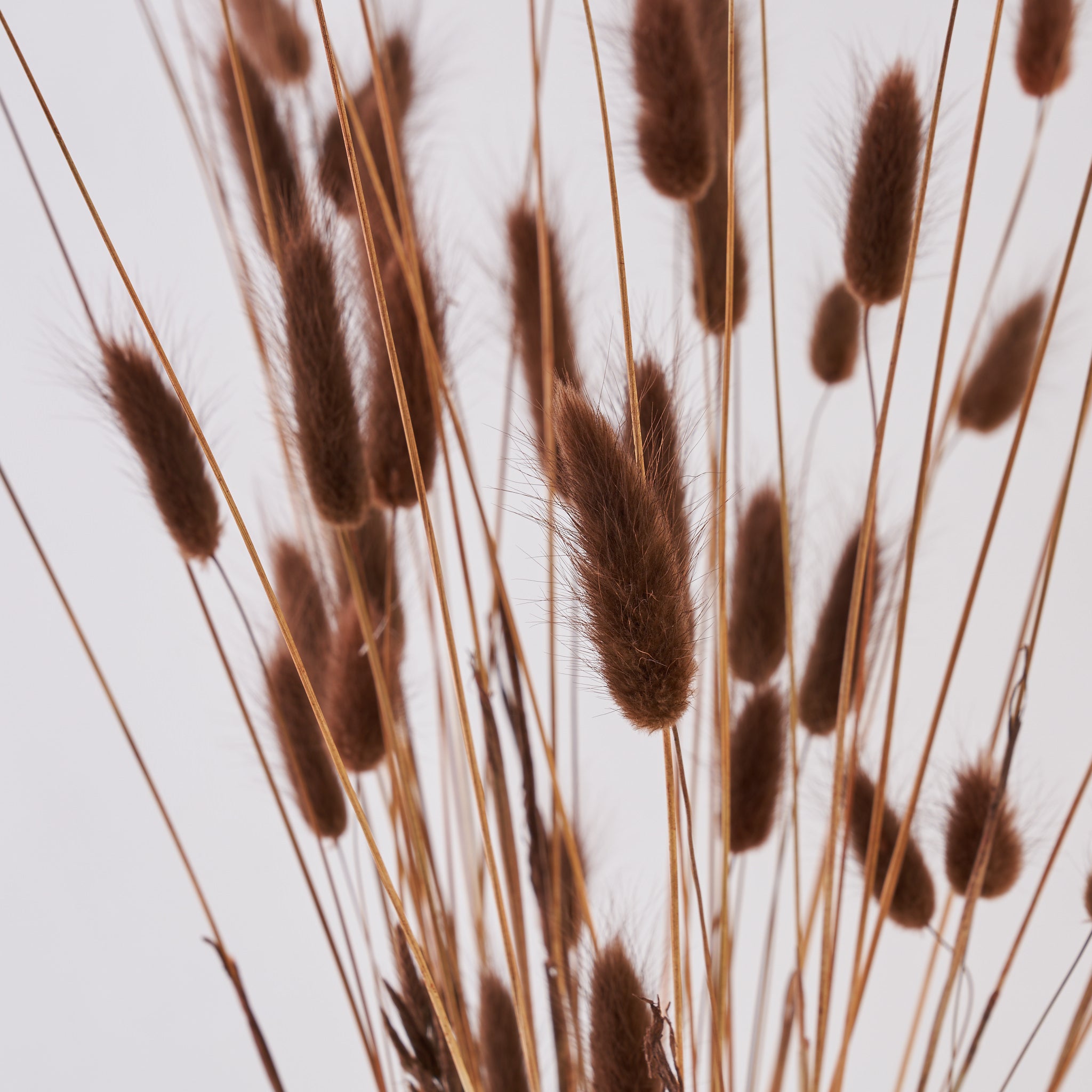 Bunny tails brown dried bunch