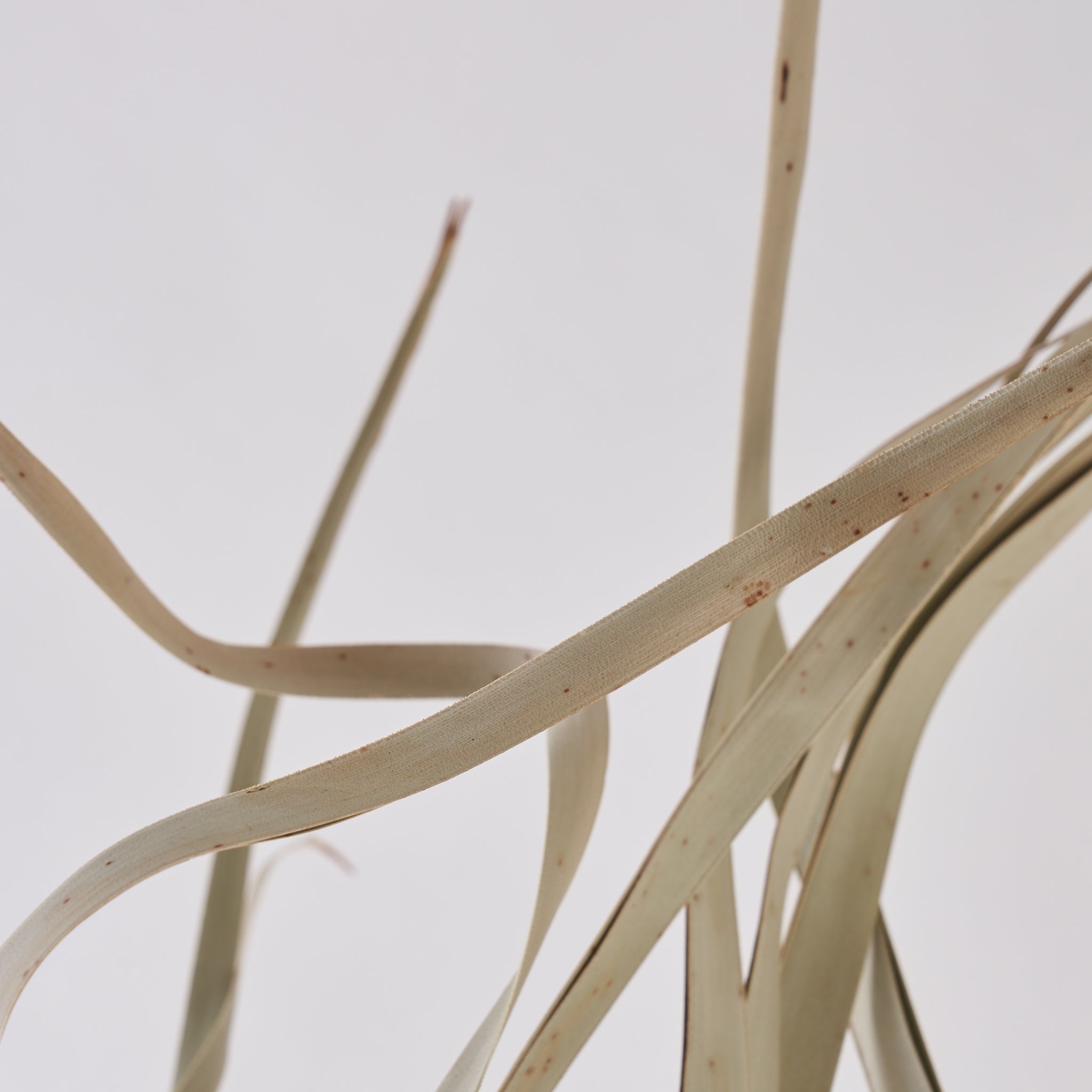 Wild Palm Leaves dried bunch