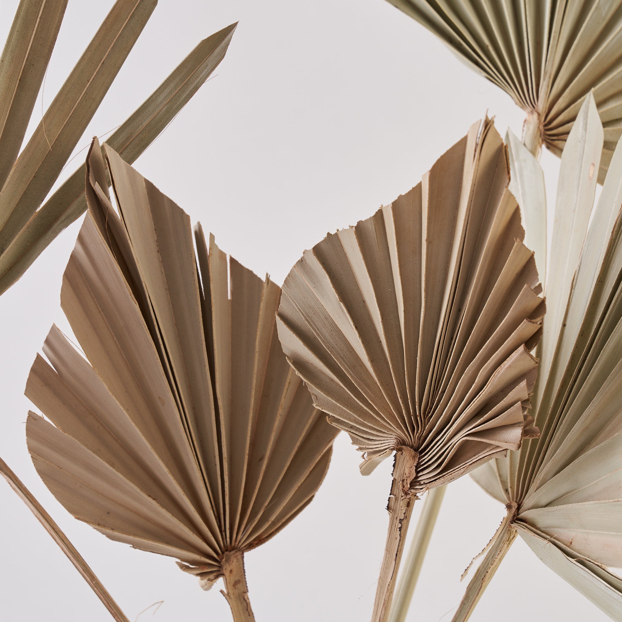 dried palm leaves