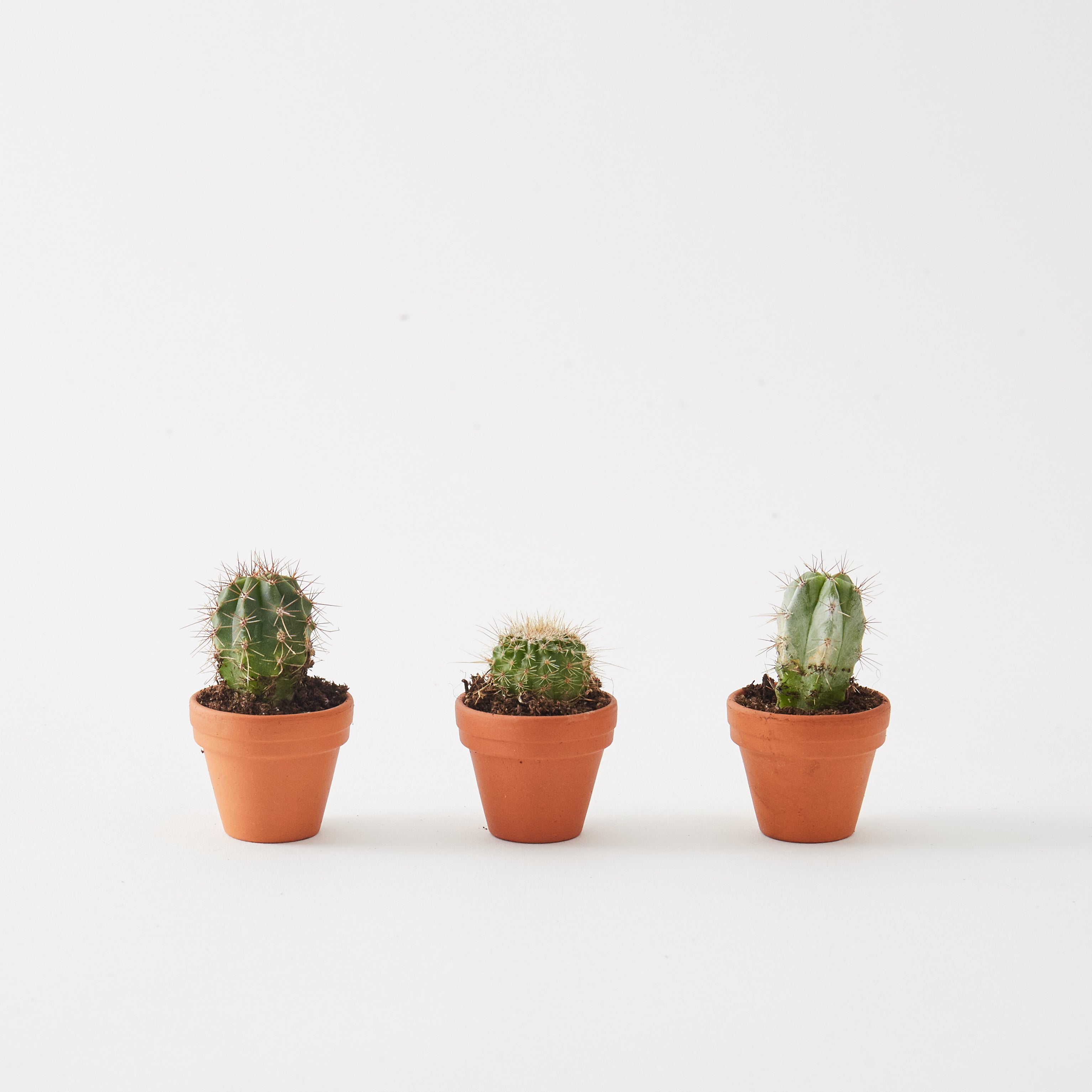Set of 3 Mini Cacti