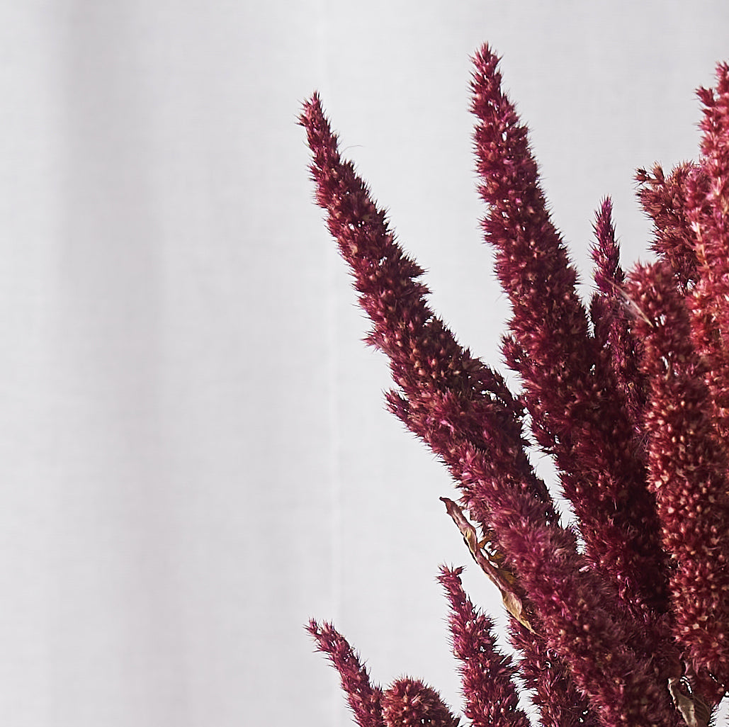 Amaranthus Dried Bunch