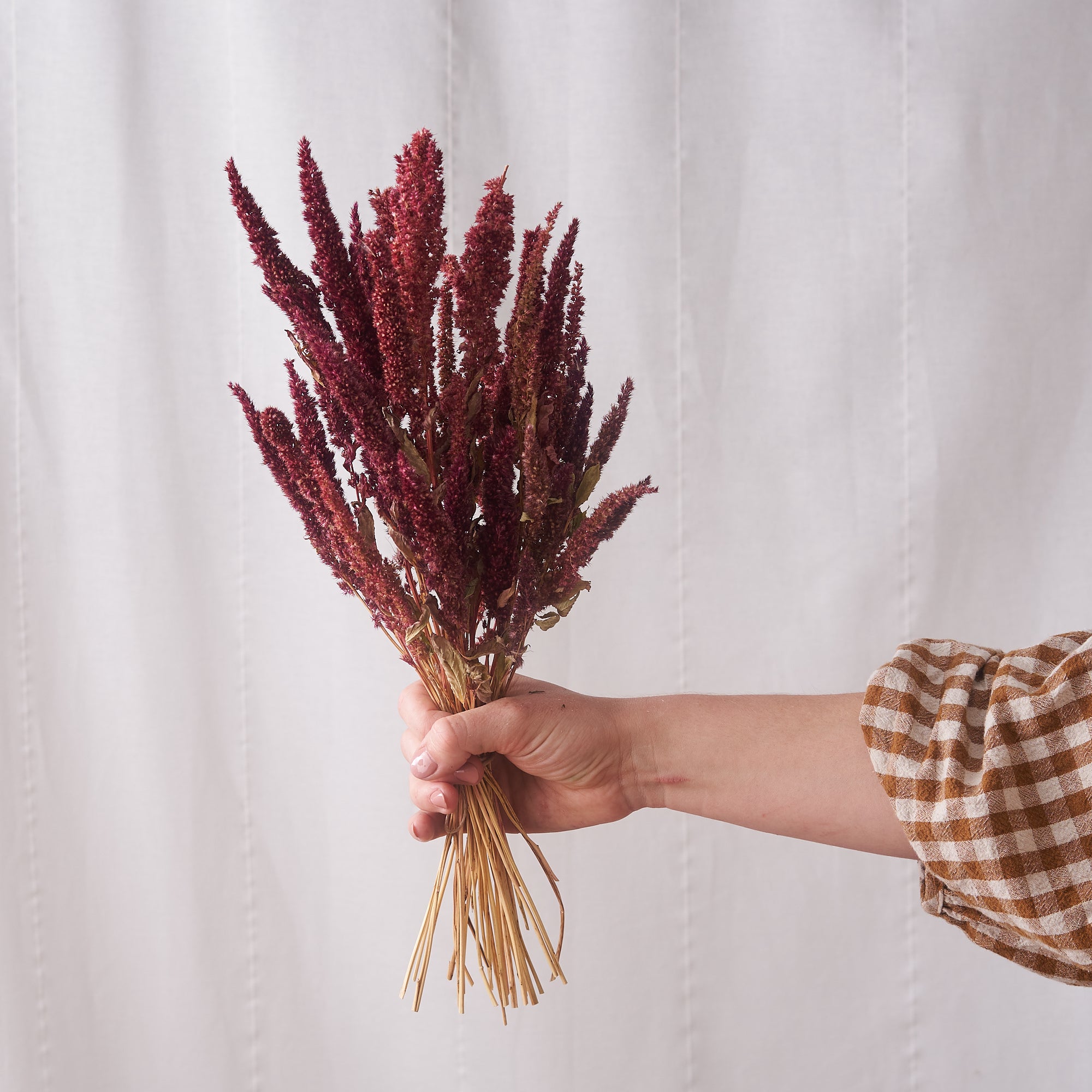 Amaranthus Dried Bunch