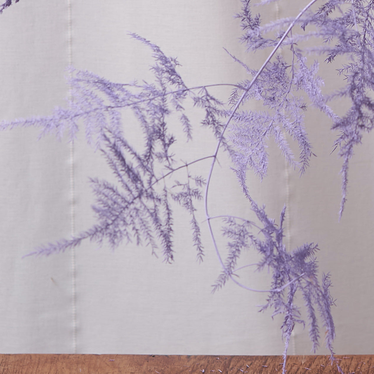 Asparagus Fern Lilac Dried Bunch
