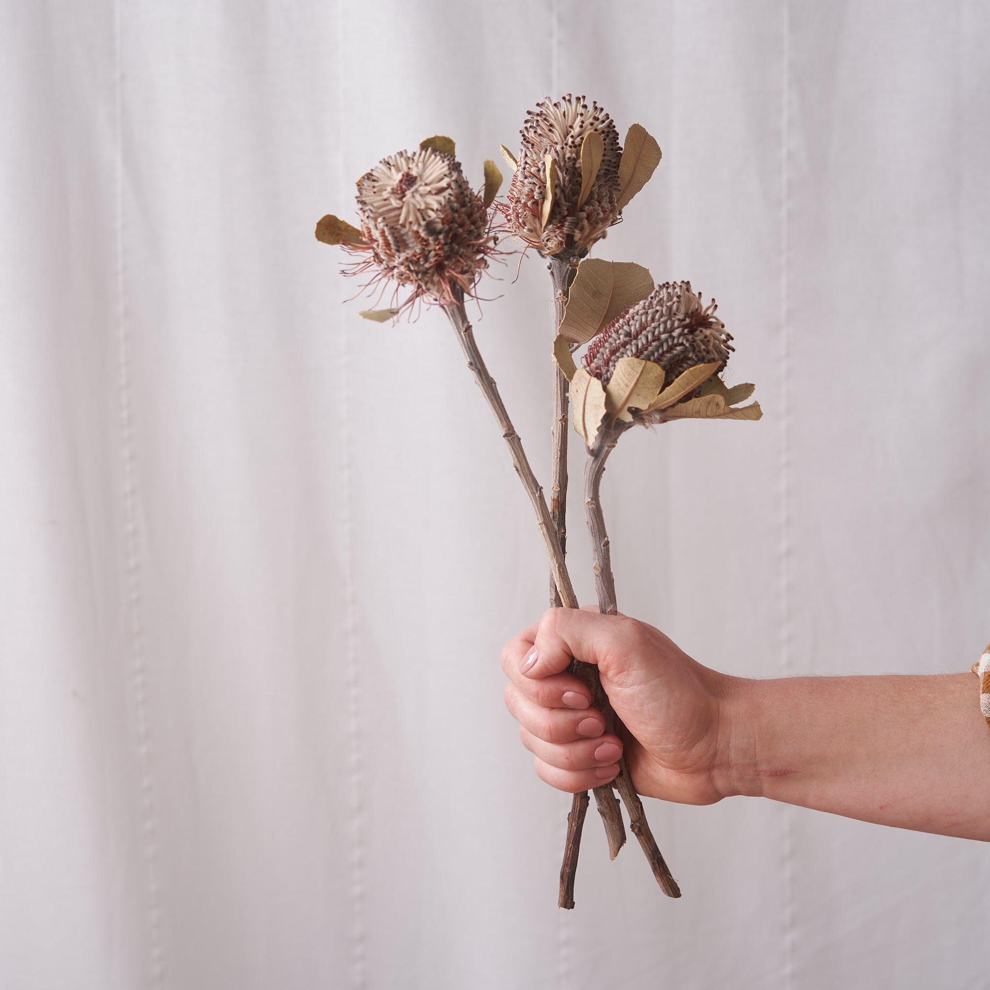 Banksia Dried Bunch