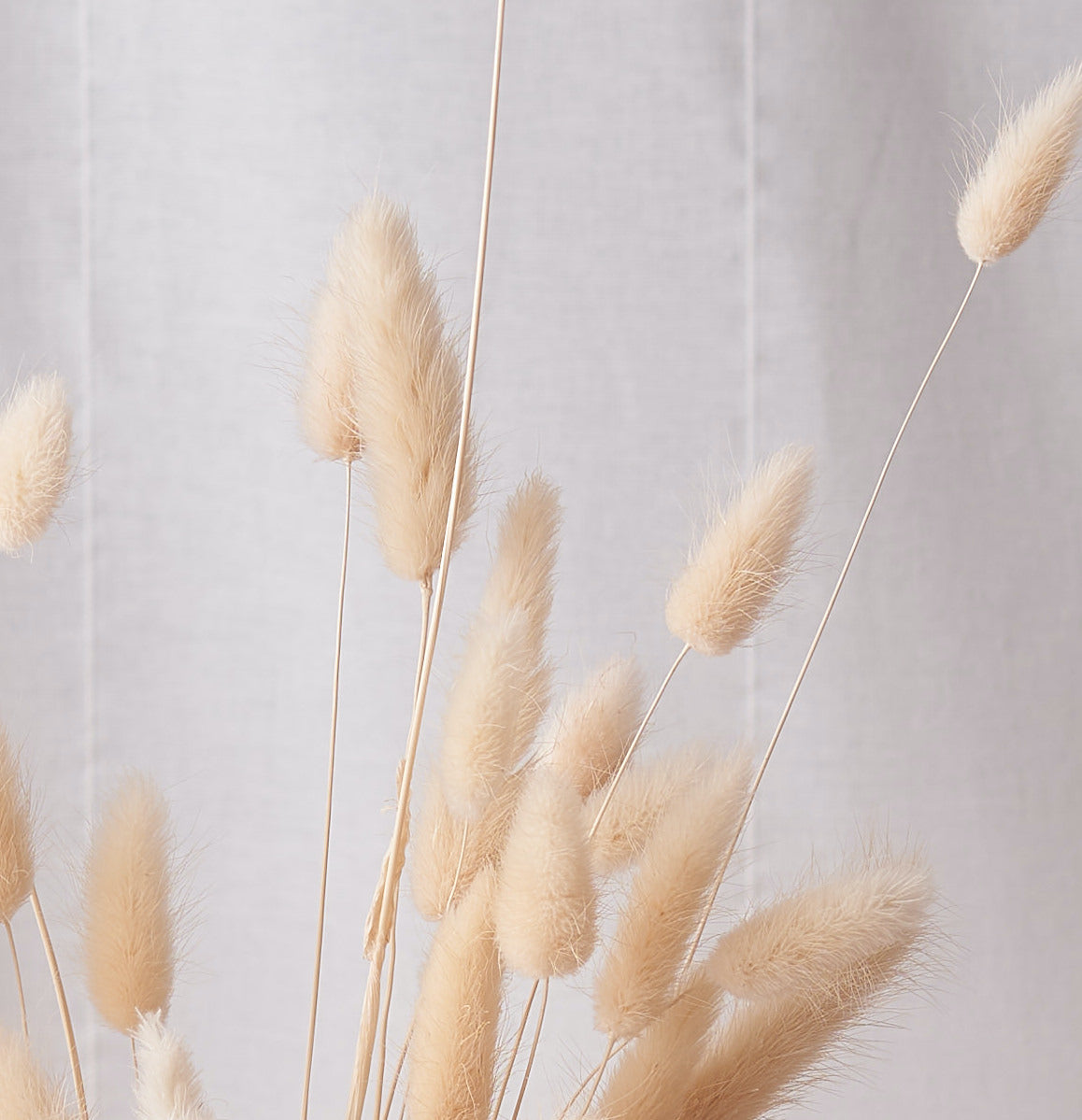 Bunny tails bleached Dried bunch