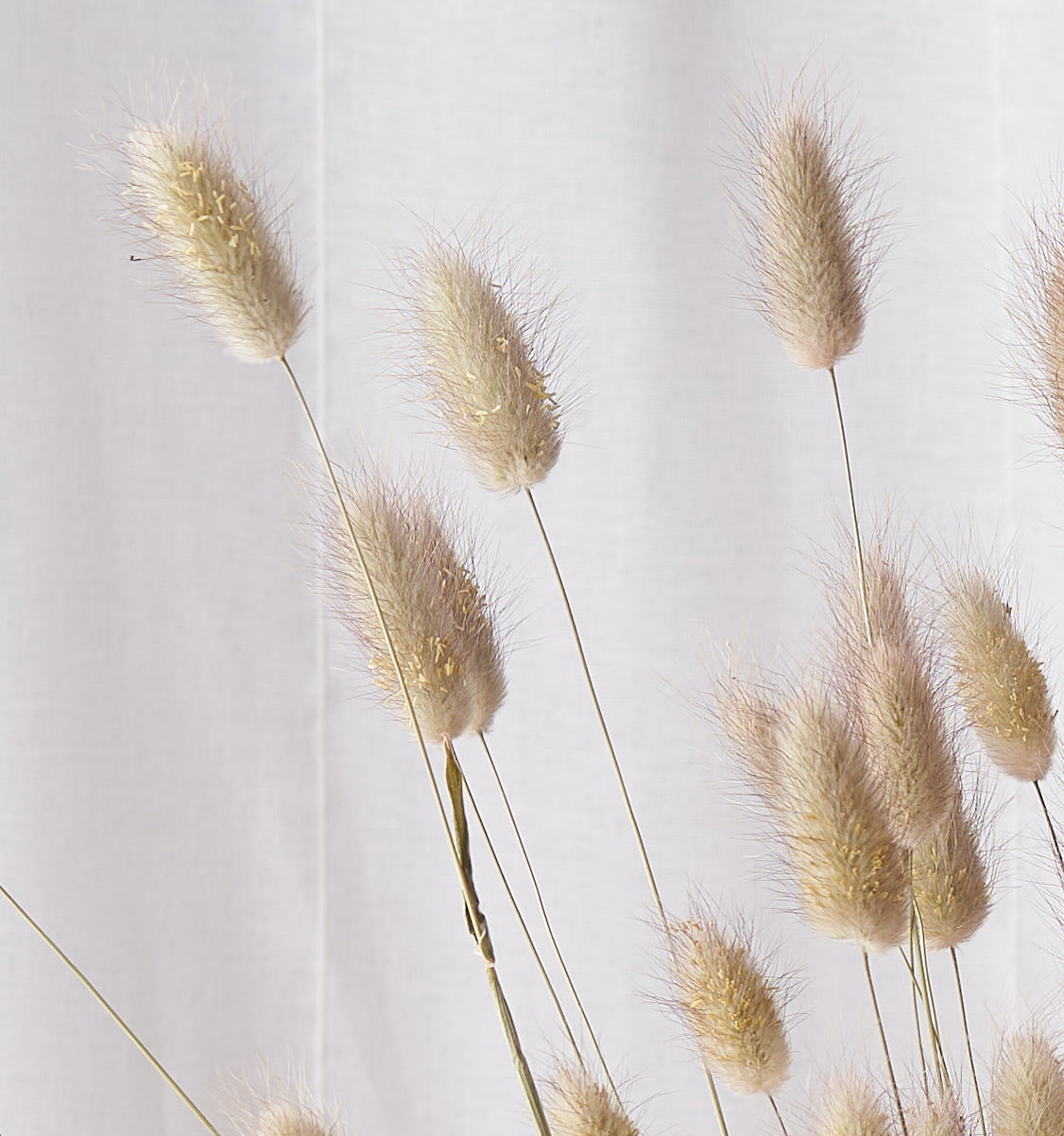 Bunny tails natural Dried bunch