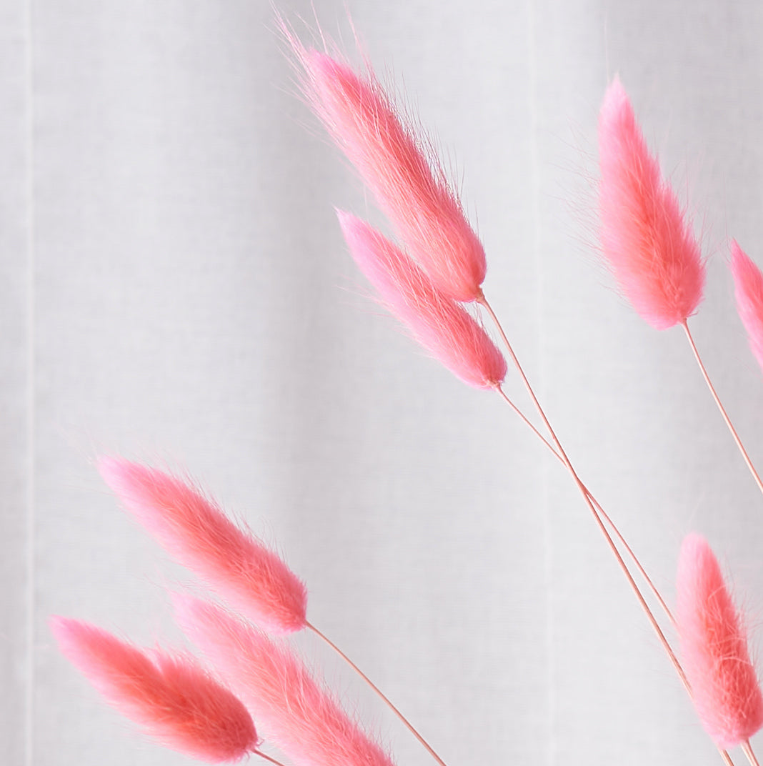 Bunny tails pink Dried bunch