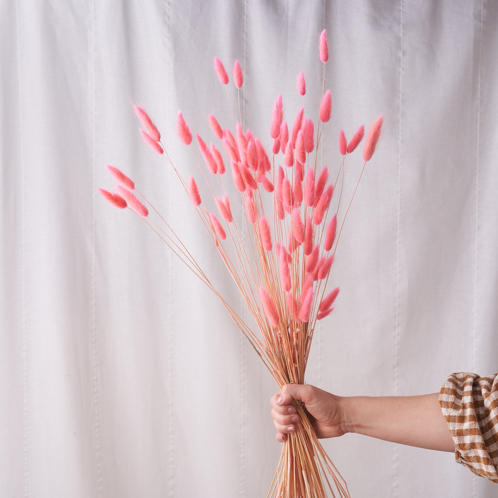 Bunny tails pink Dried bunch