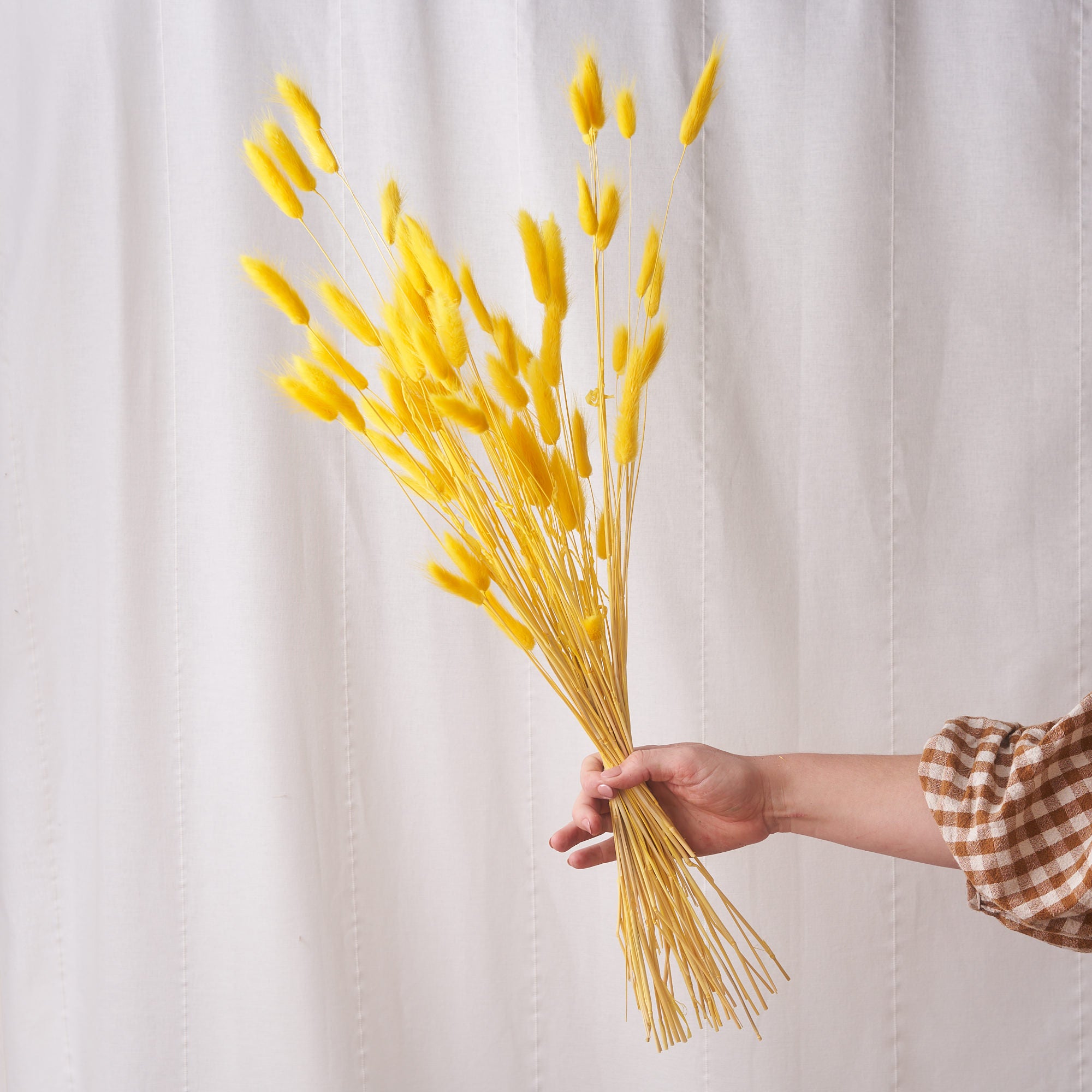 Bunny tails yellow Dried bunch