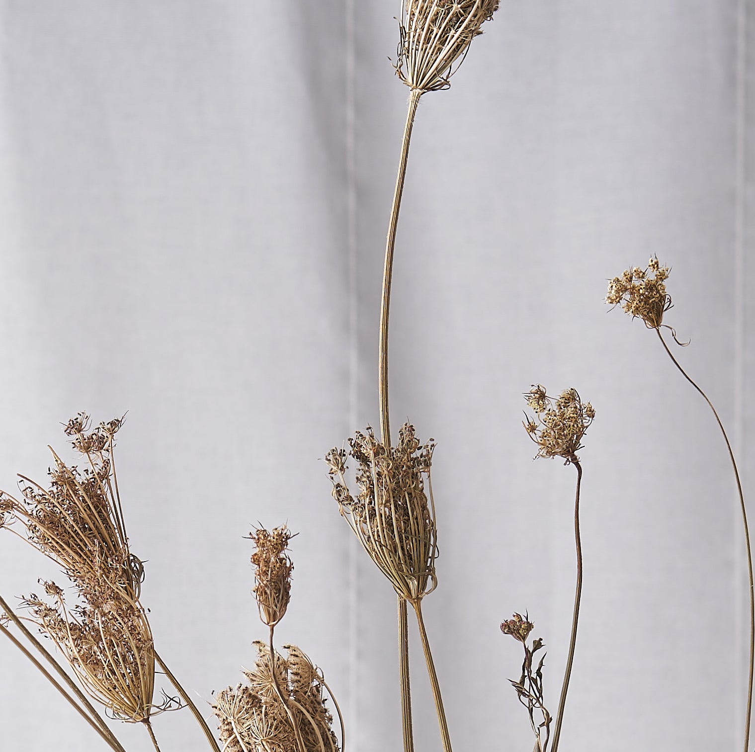 Fennel Dried bunch