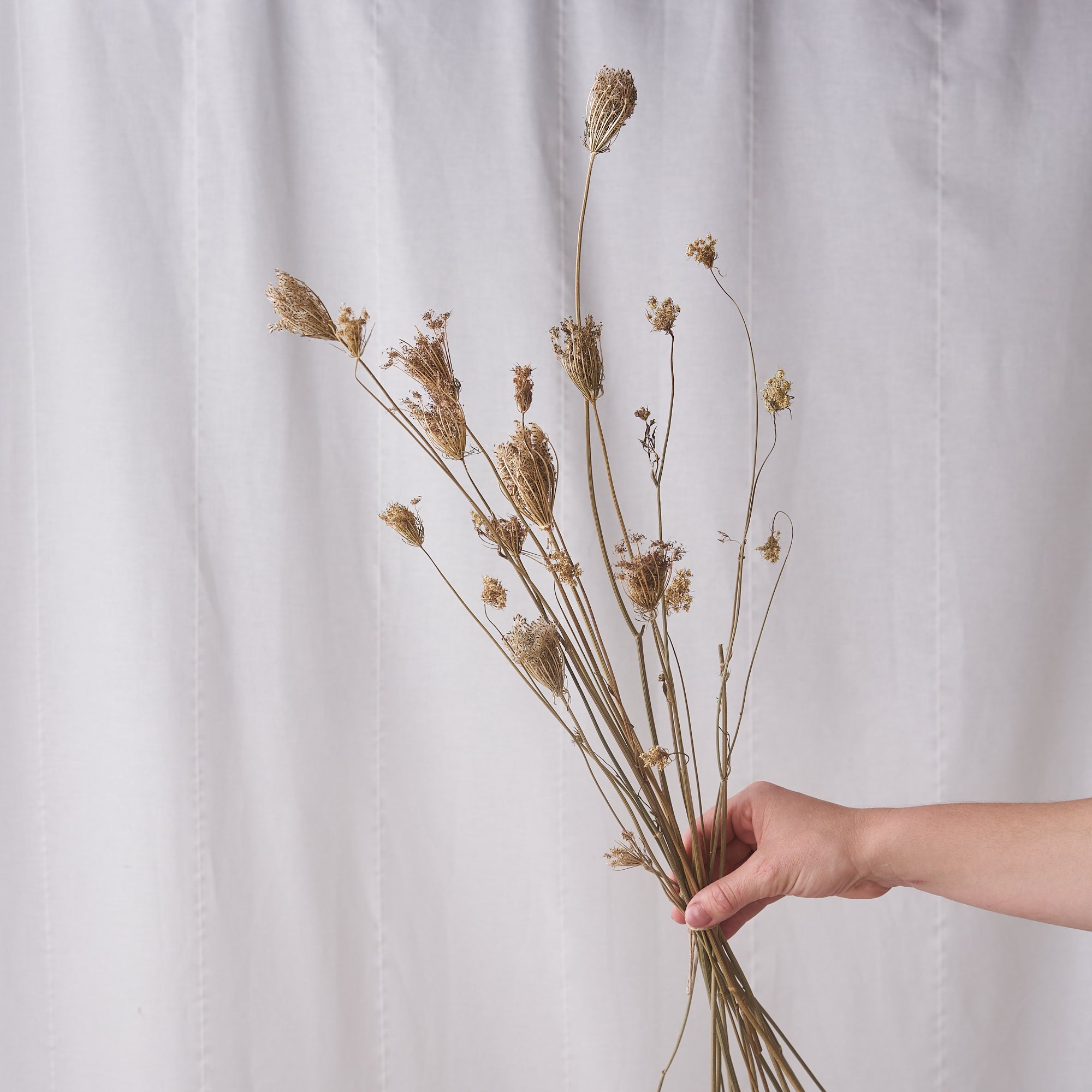 Fennel Dried bunch