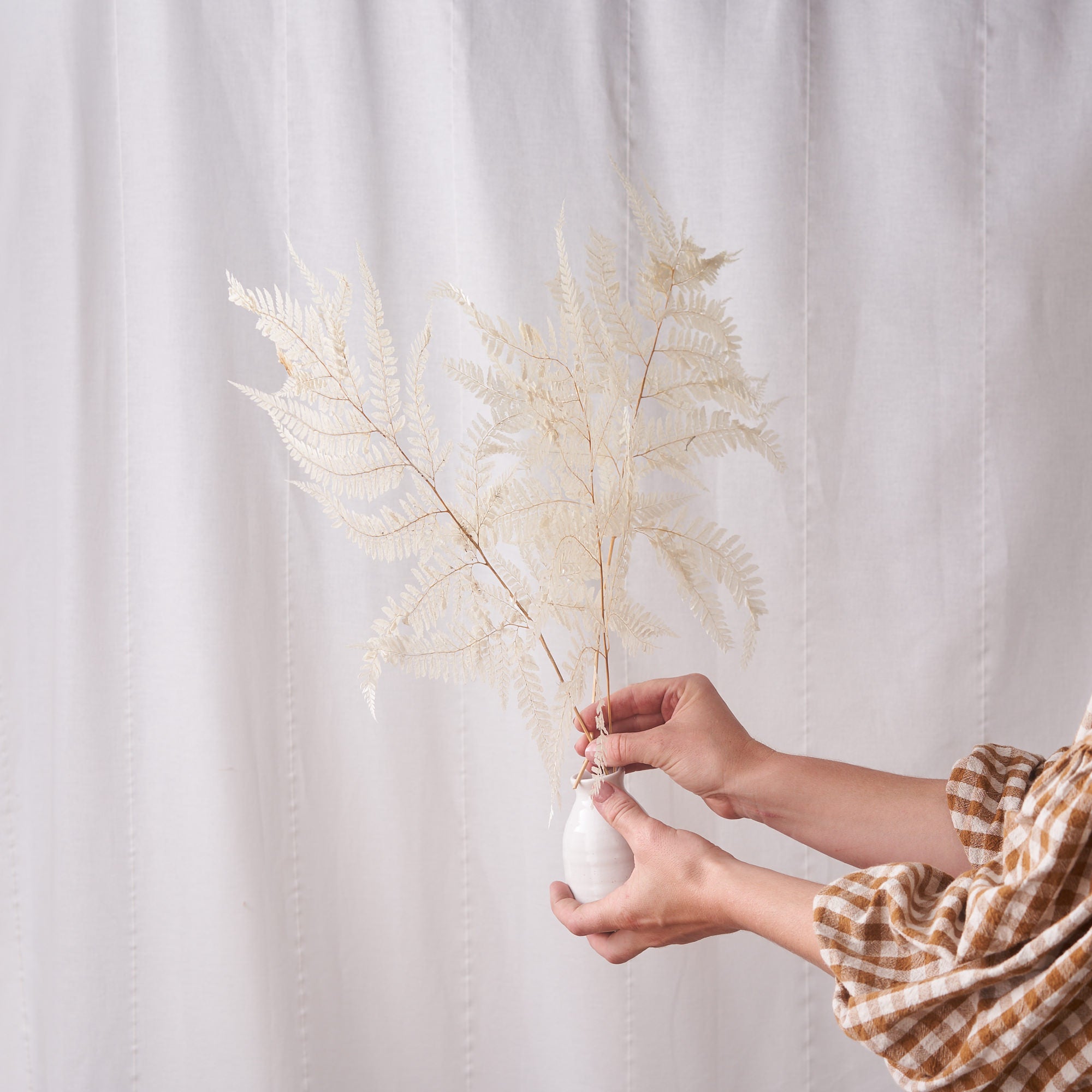 white bleached dried fern