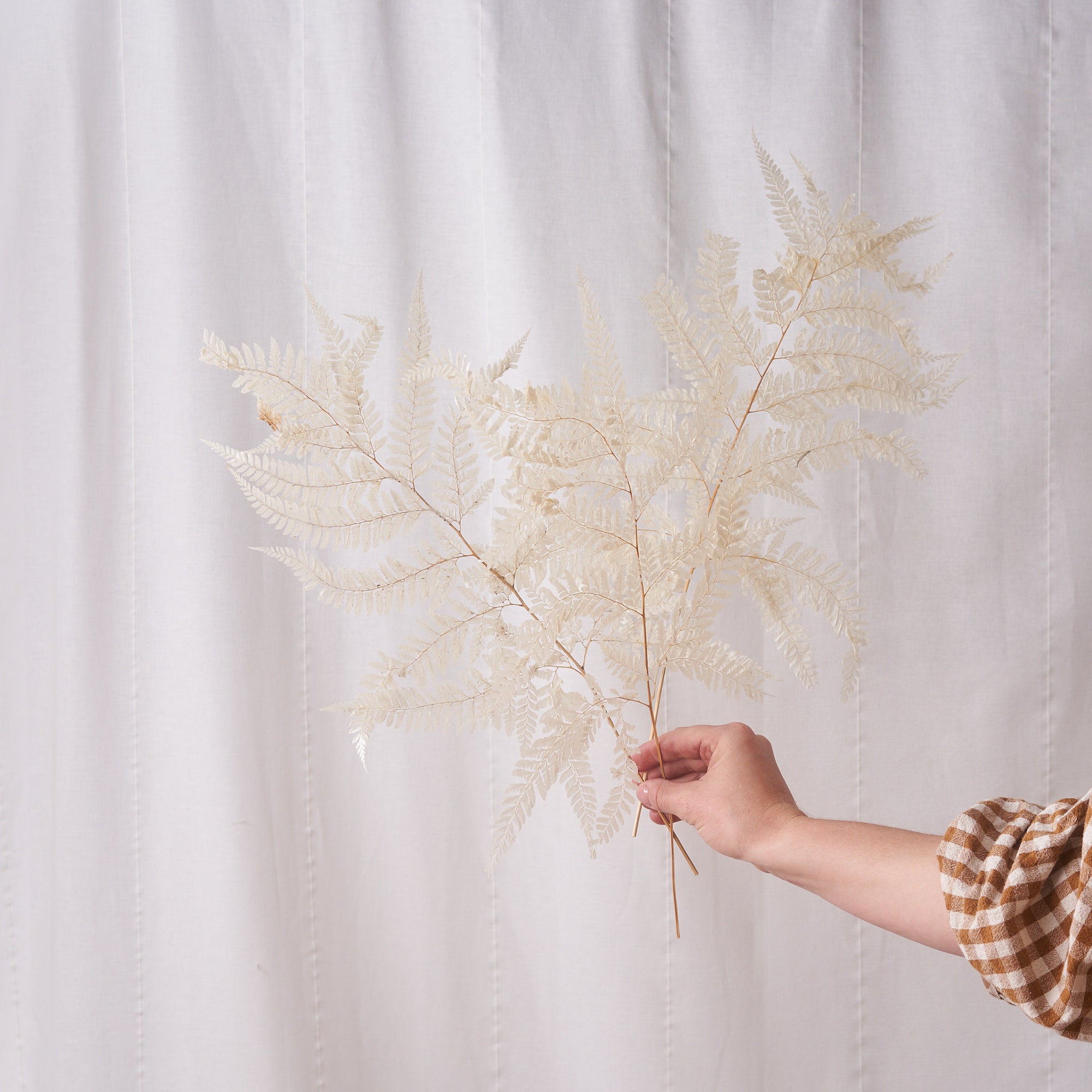 white bleached dried fern