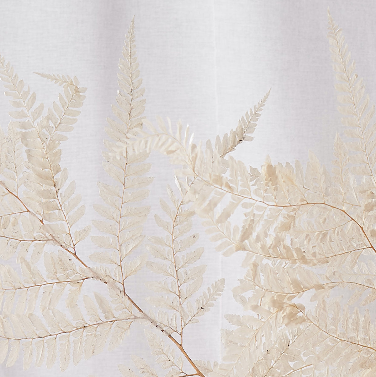 white bleached dried fern