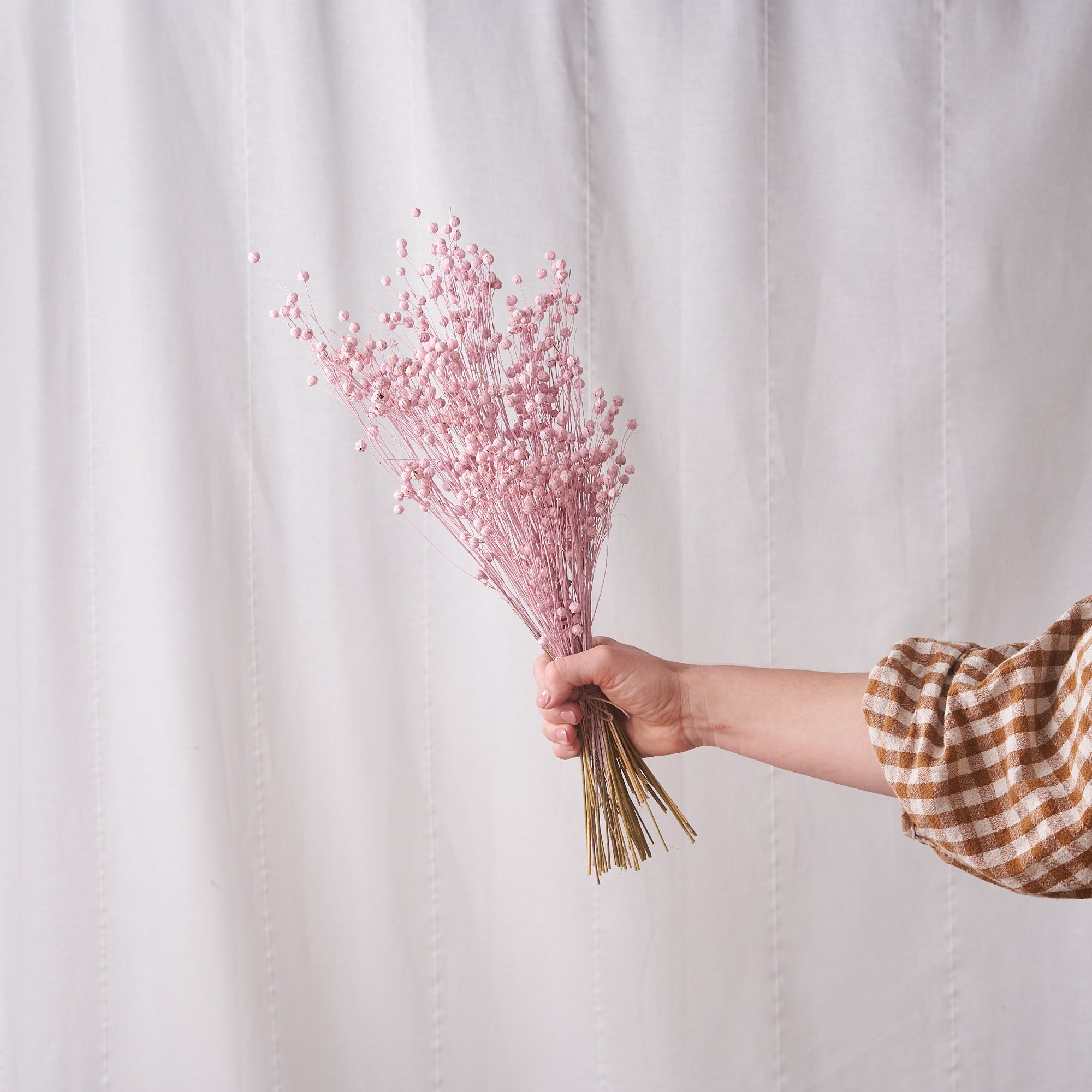 Flax pink white wash dried bunch