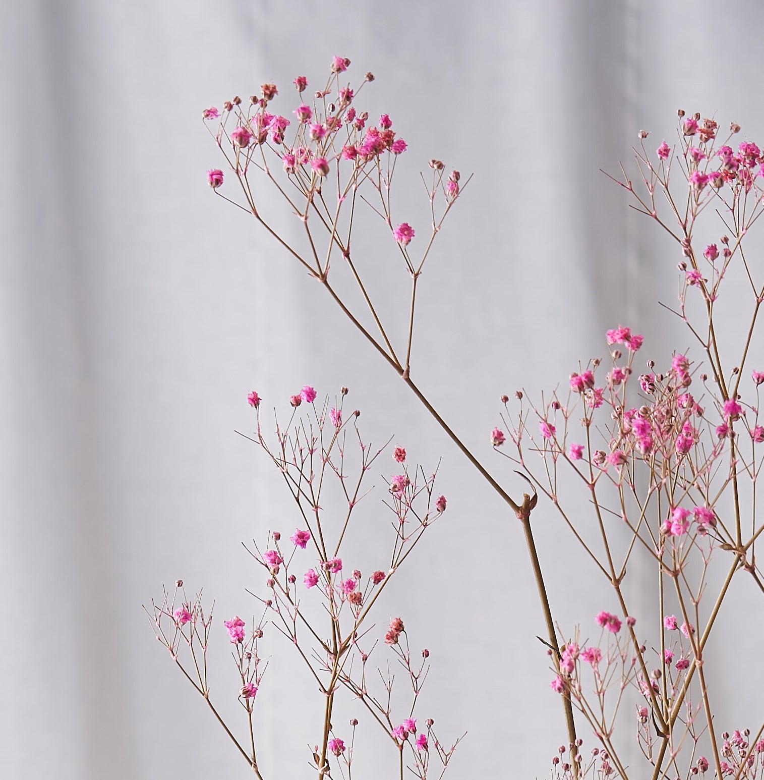 Pink Gypsophilia Dried bunch