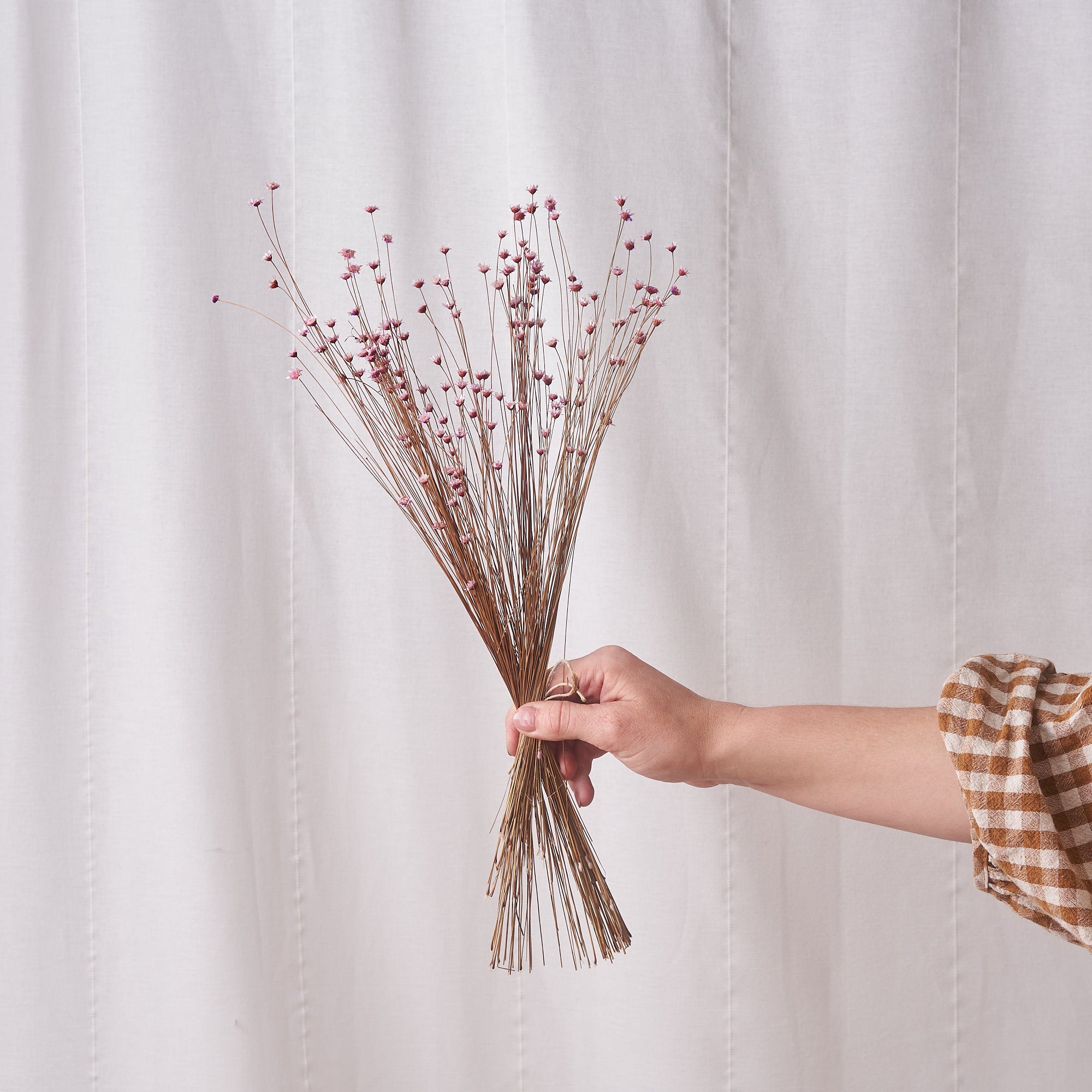 hill flower purple dried bunch