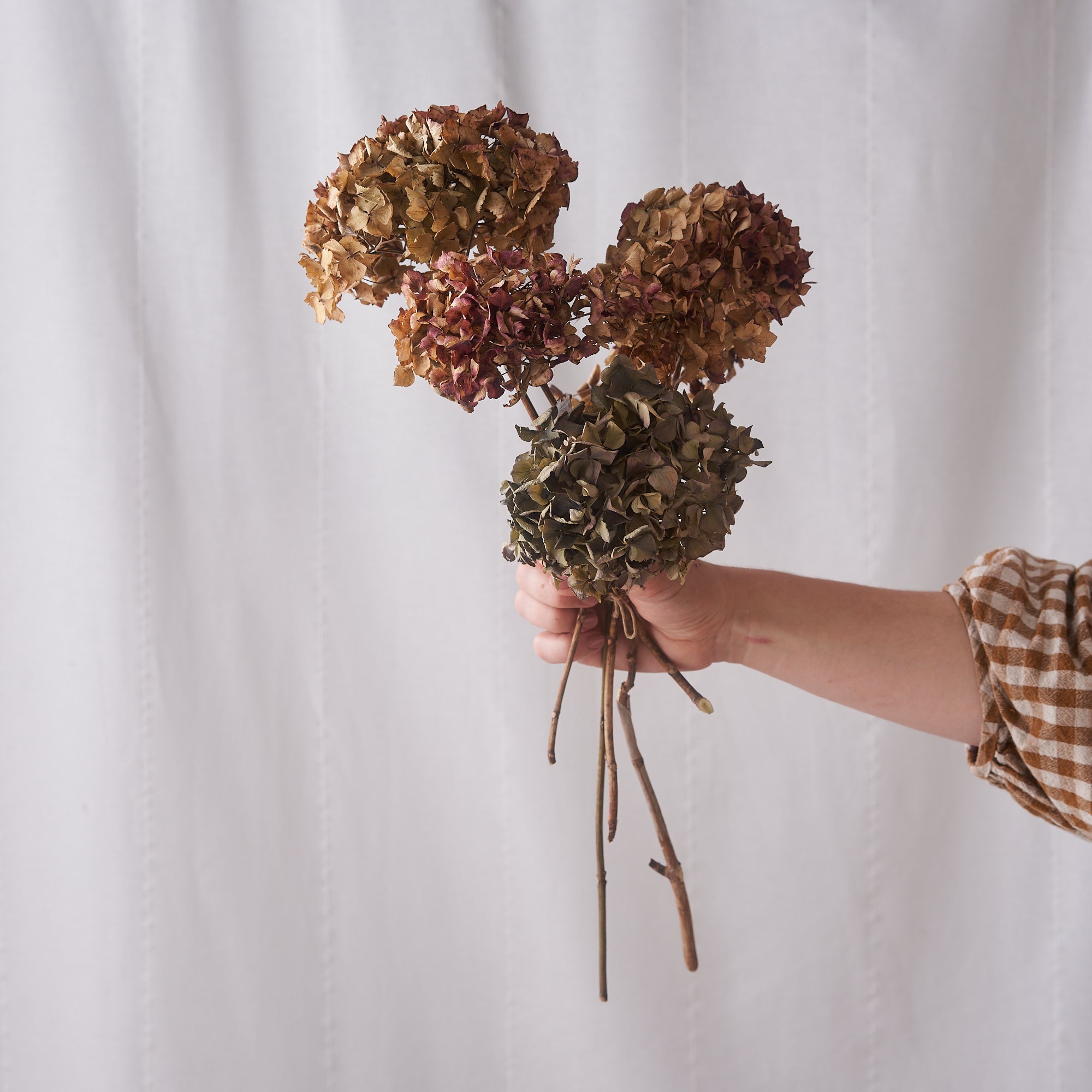 Hydrangea dried bunch: natural