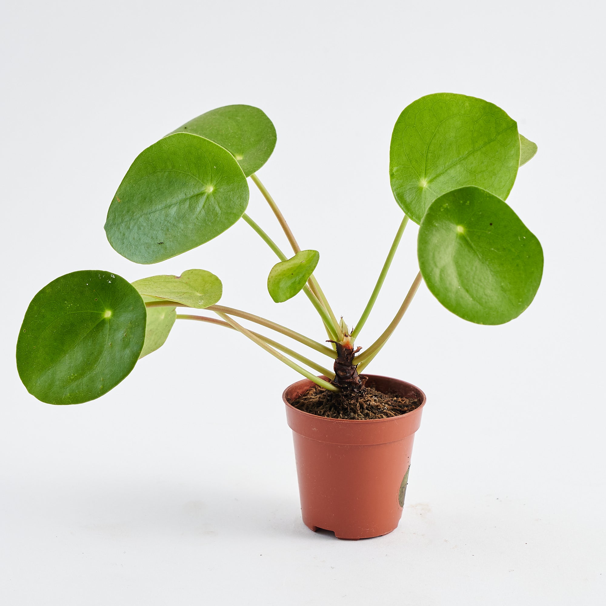 Baby Pilea Peperomioides