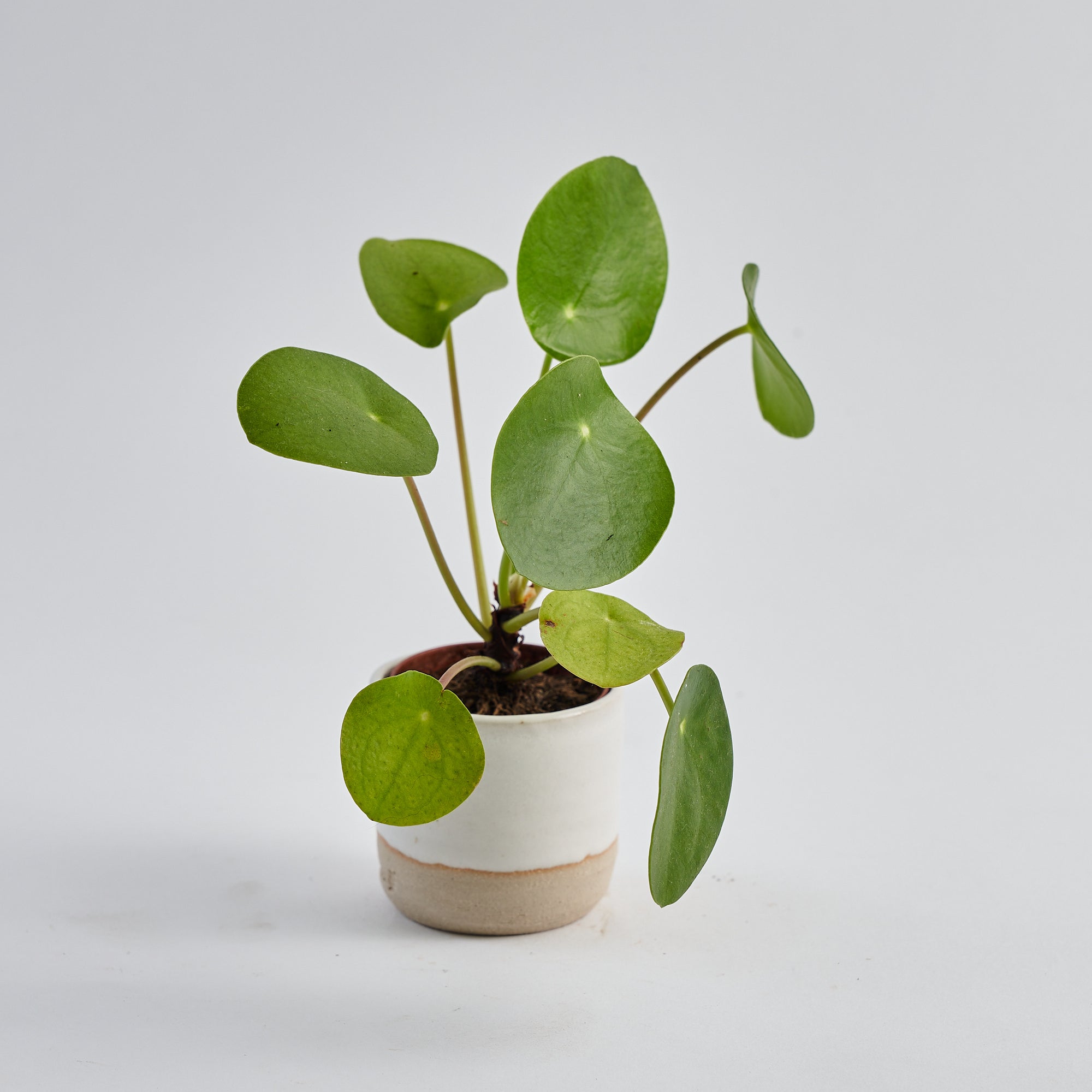 chinese money plant babies Baby Pilea Peperomioides