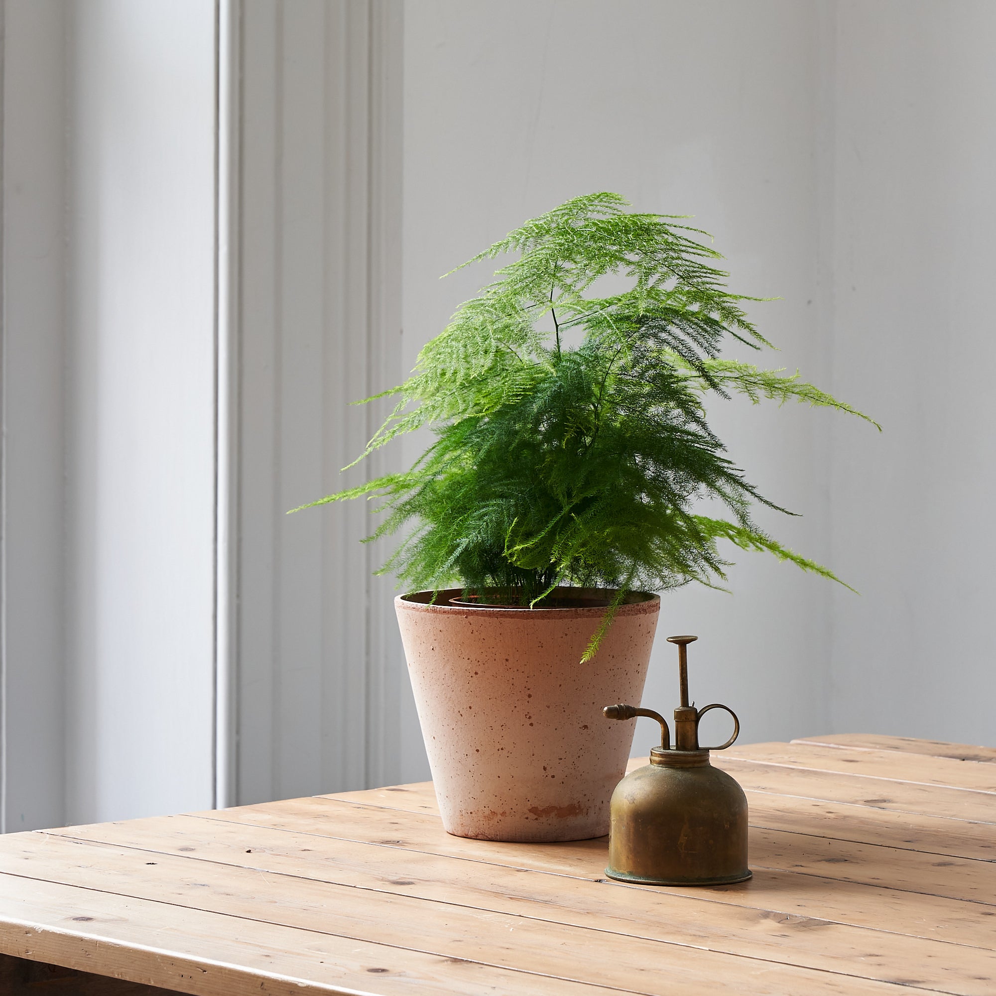 Asparagus Fern