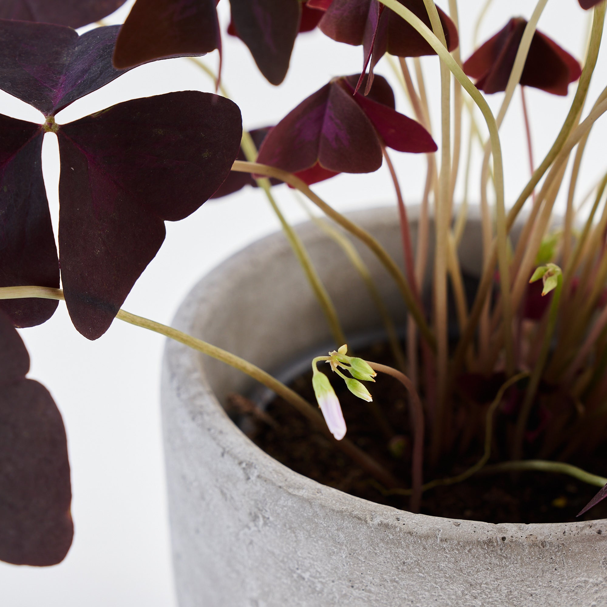 Oxalis plant in terracotta pot to order online