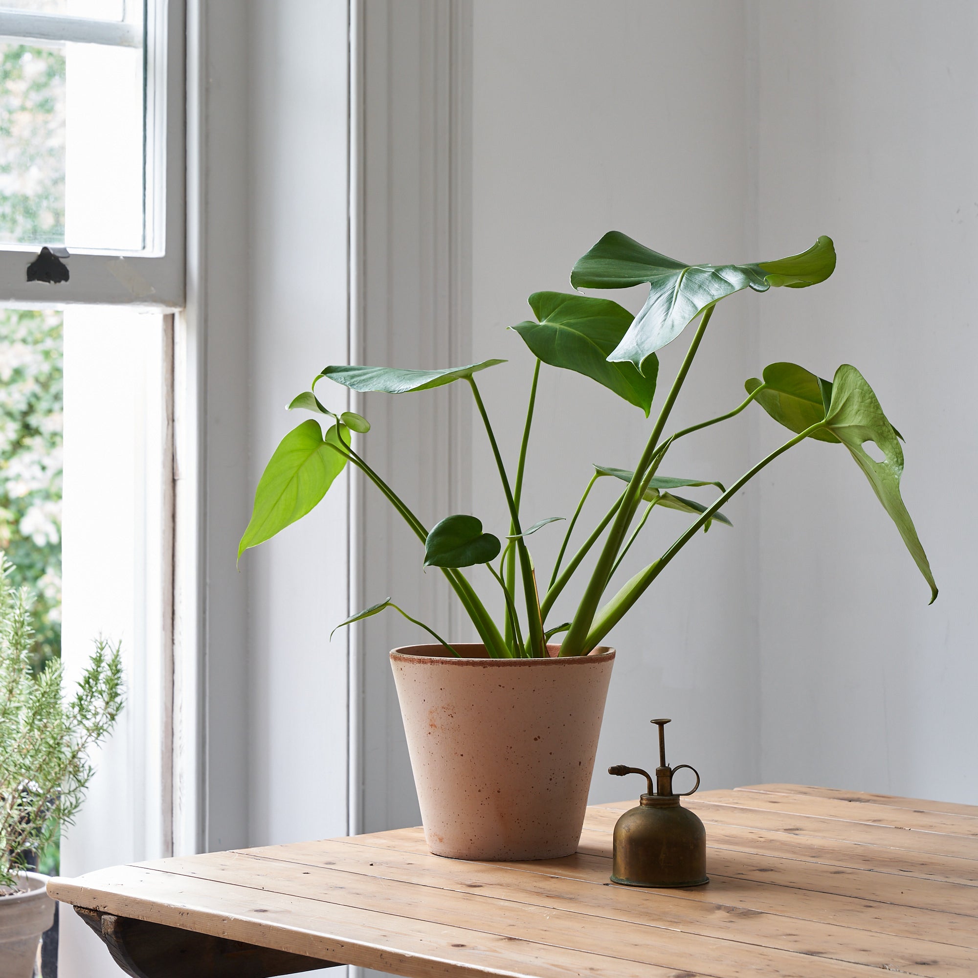 Cheese Plant (Monstera Deliciosa) - Medium