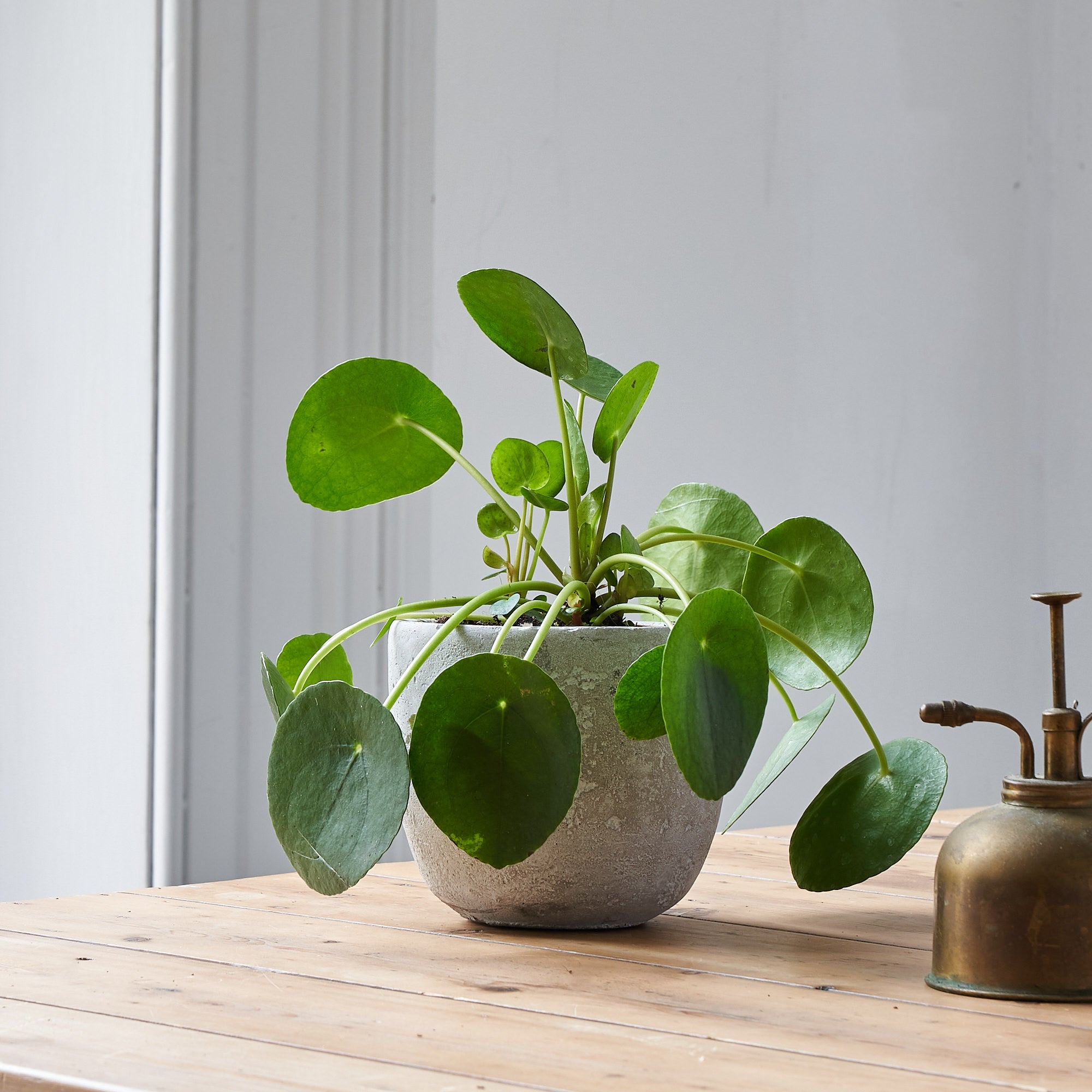 Pilea Peperomioides