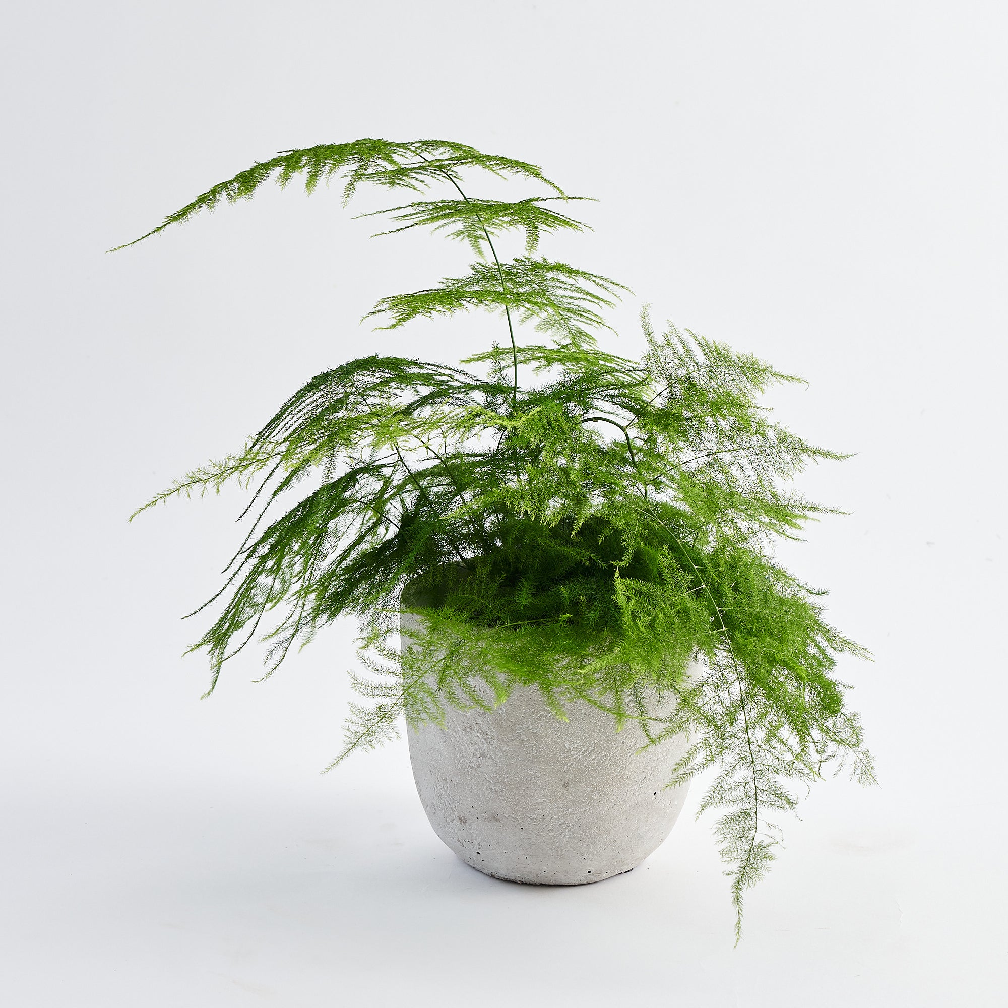 Asparagus Fern