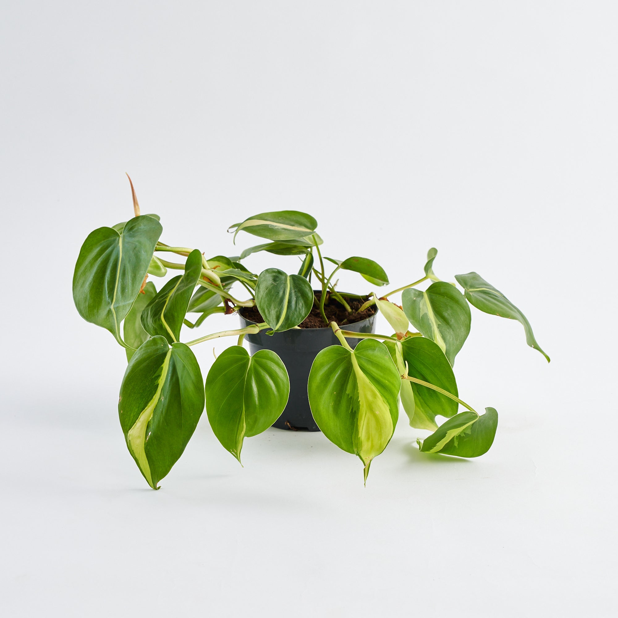 pothos plant order online delivery in London and UK