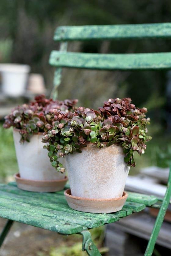Bergs Potter Terracotta Julie Pot and Saucer Set