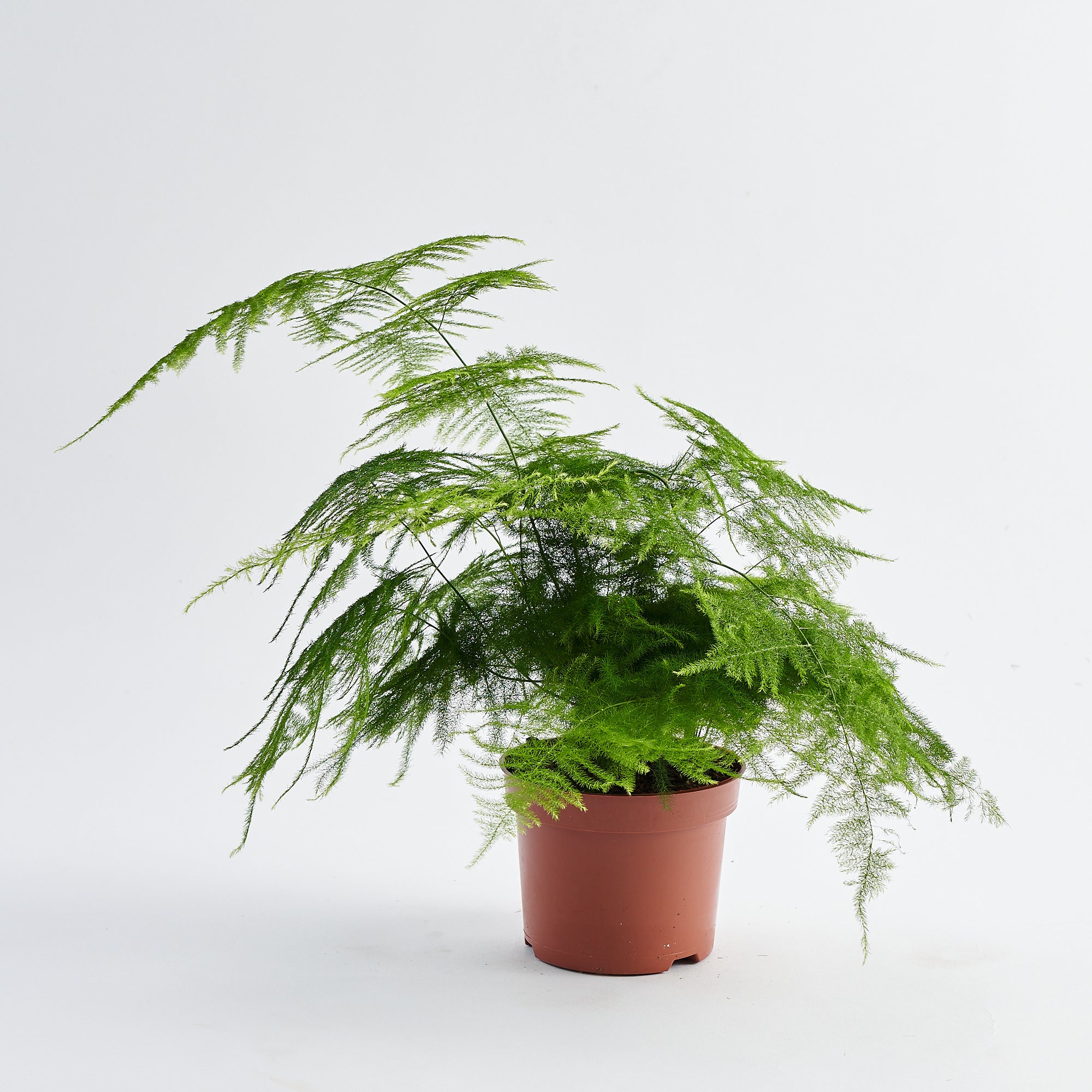 Asparagus Fern