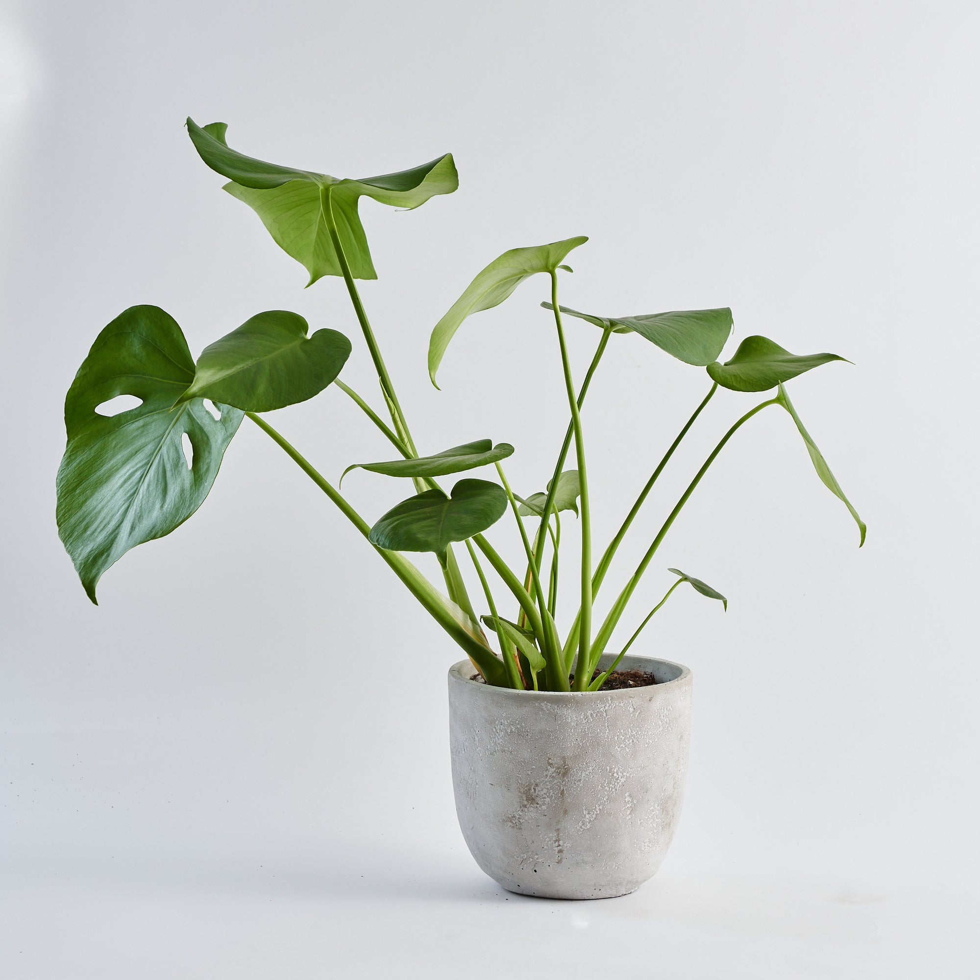 Cheese Plant (Monstera Deliciosa) - Medium