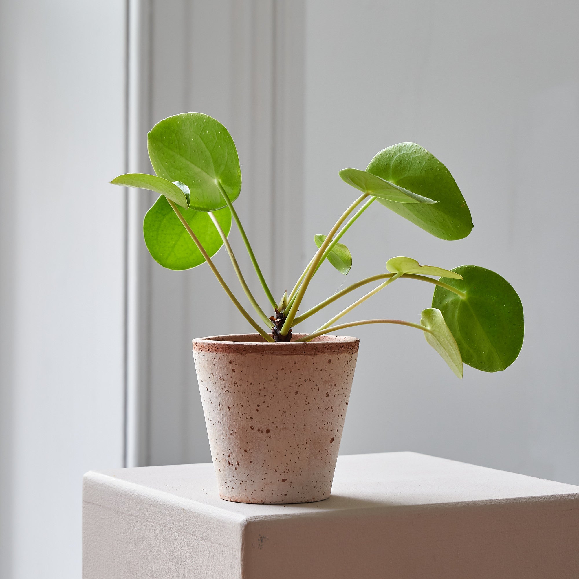 Baby Pilea Peperomioides